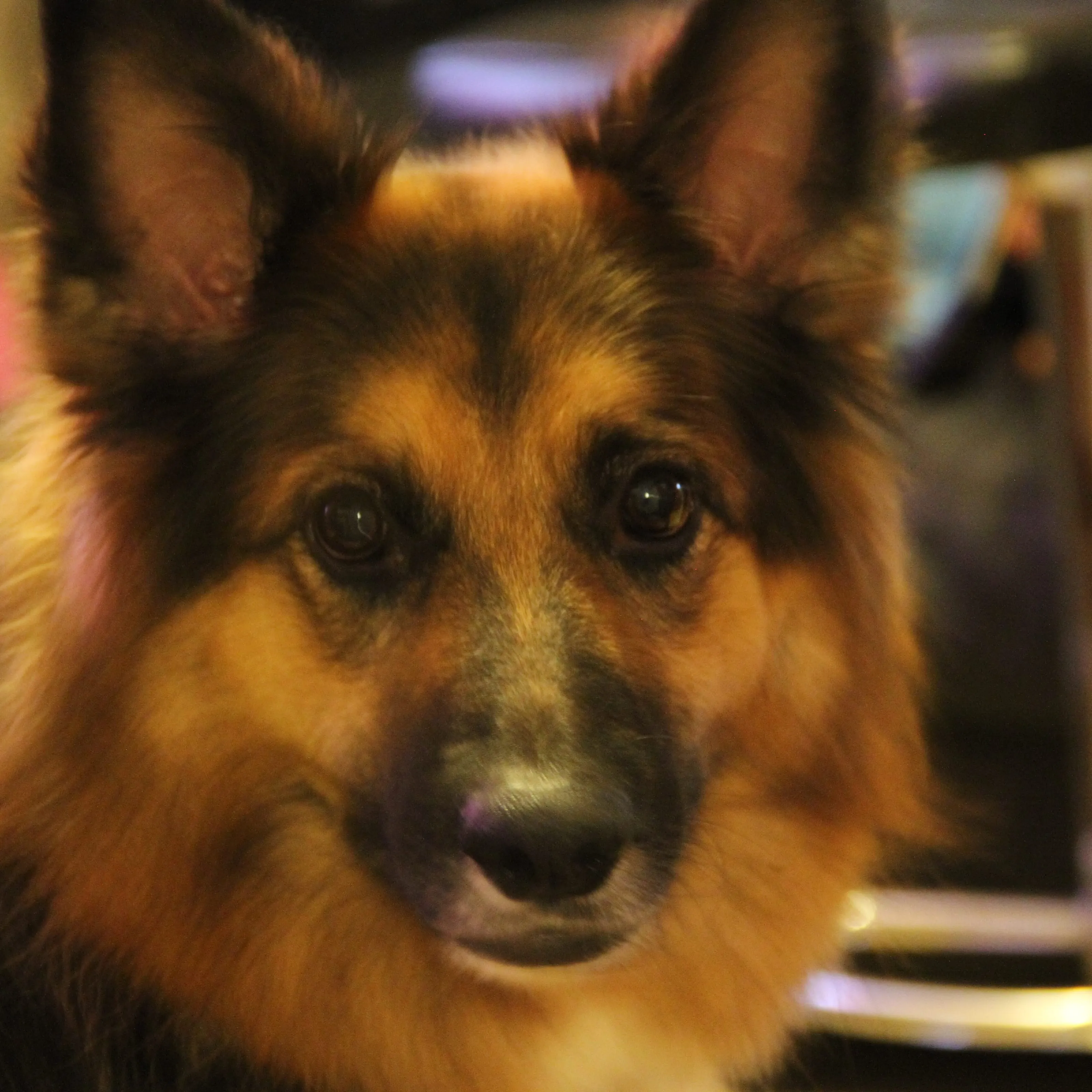 German shepherd