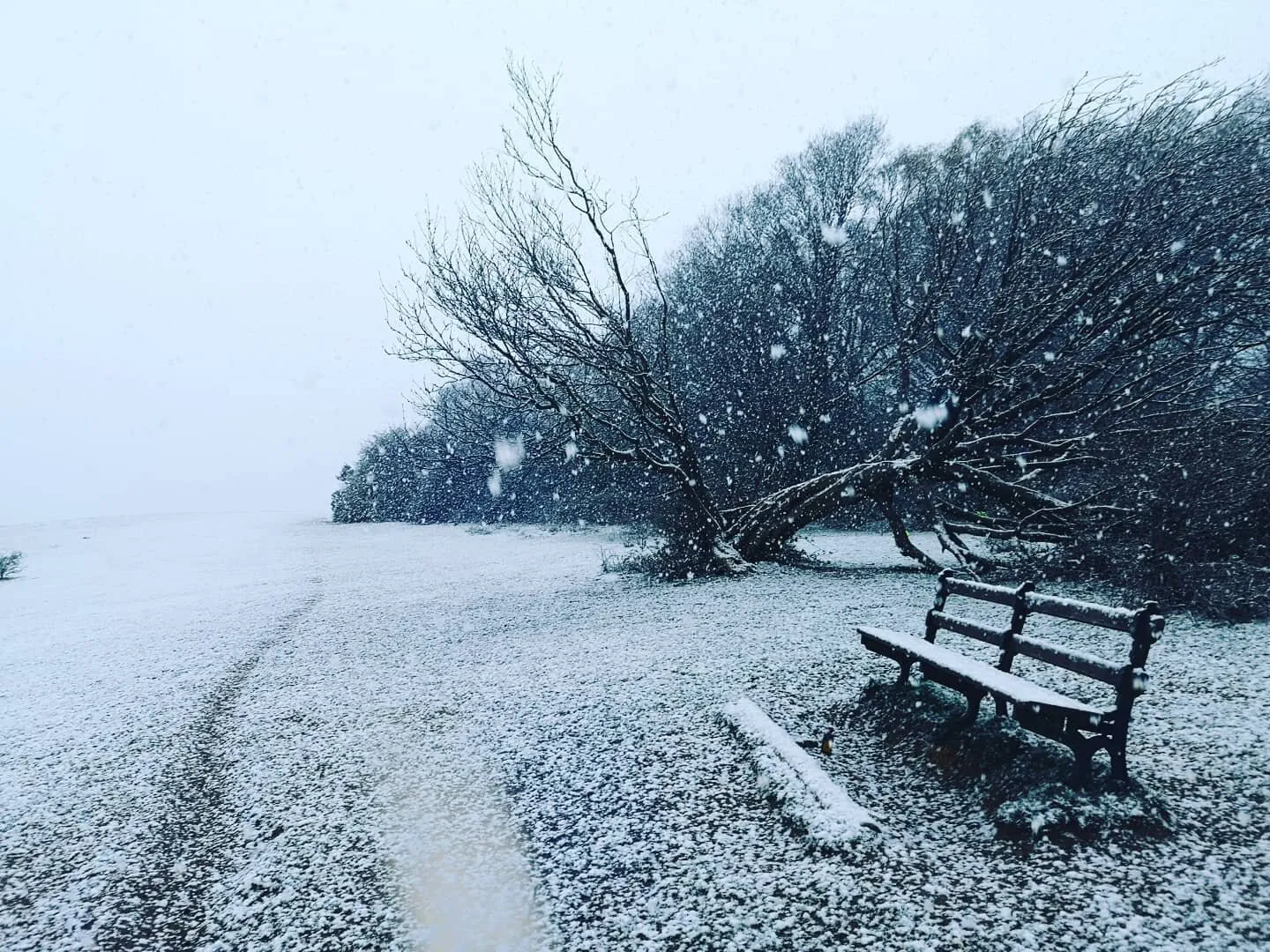 Spring time snow