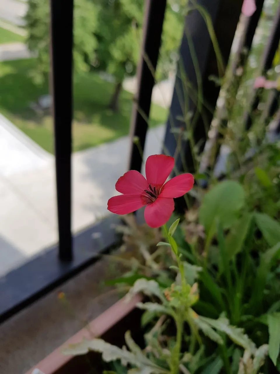 Red Flax, Linux Grandiflorum