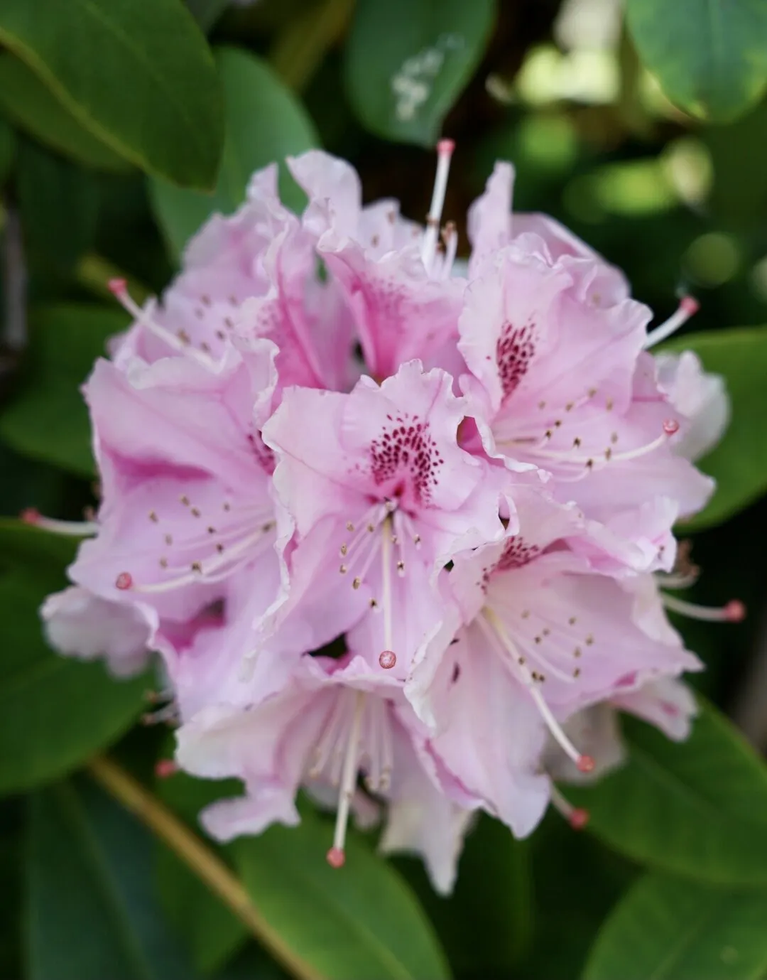 Rhododendron