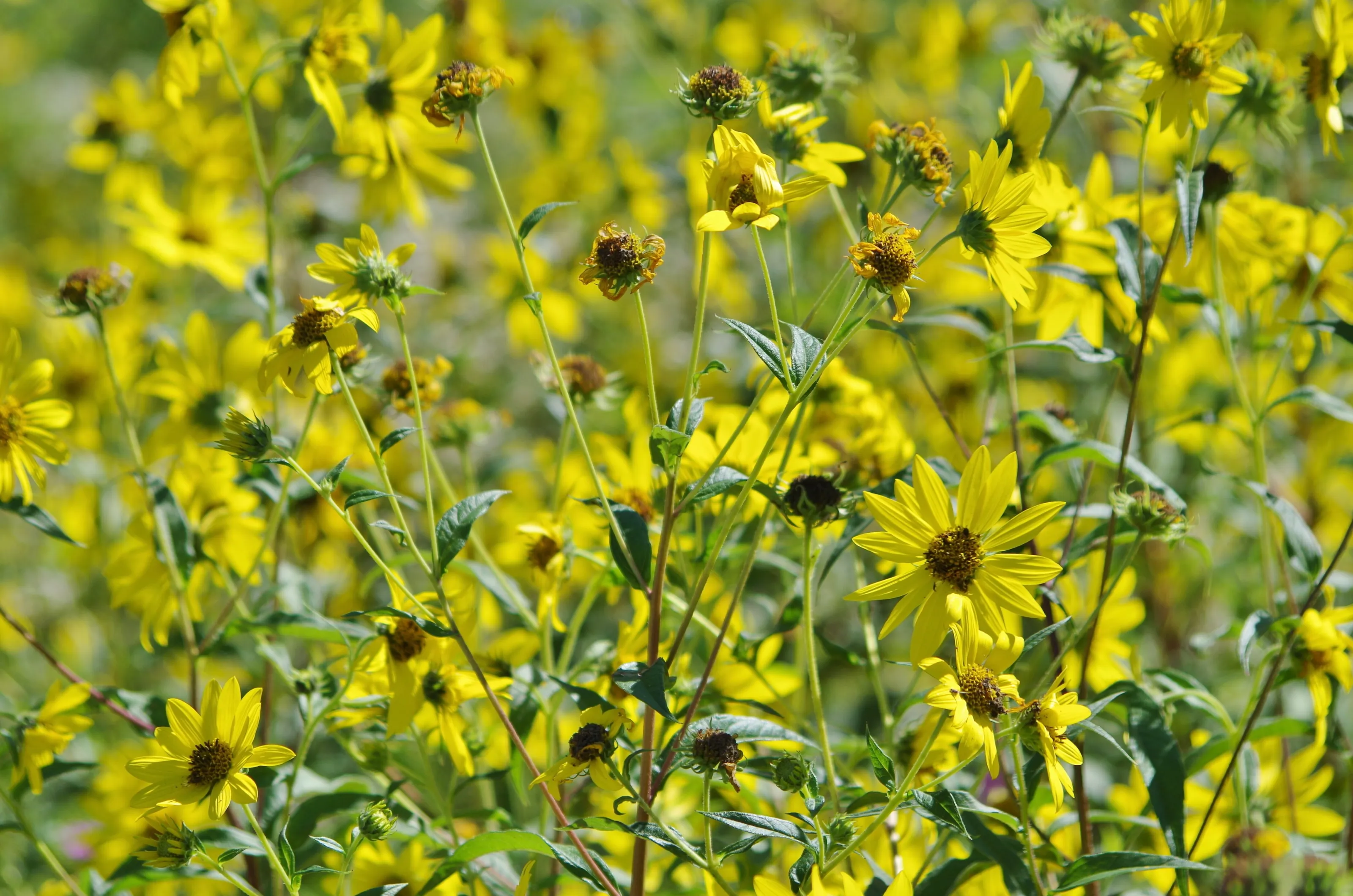 Wildflowers