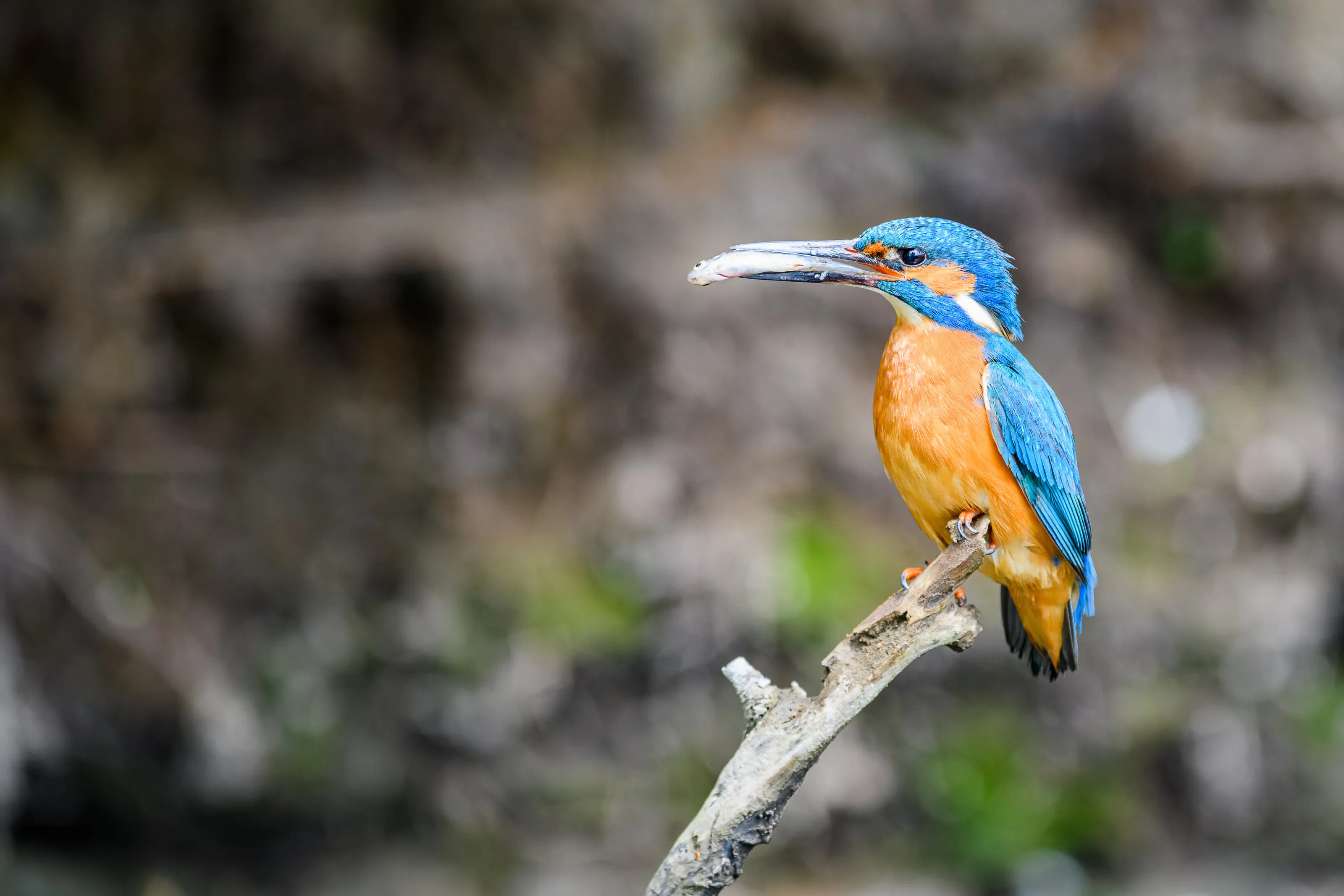 Kingfisher with a fish