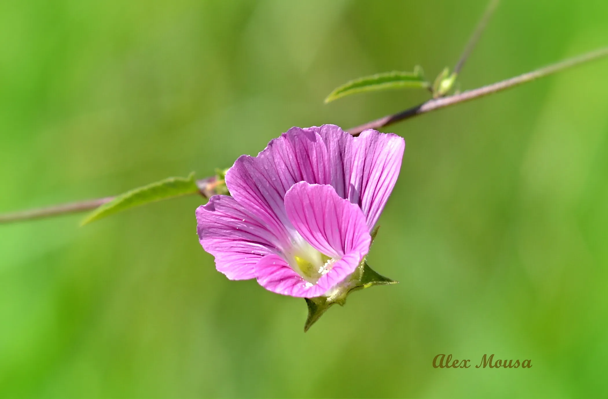 Pink spring flower