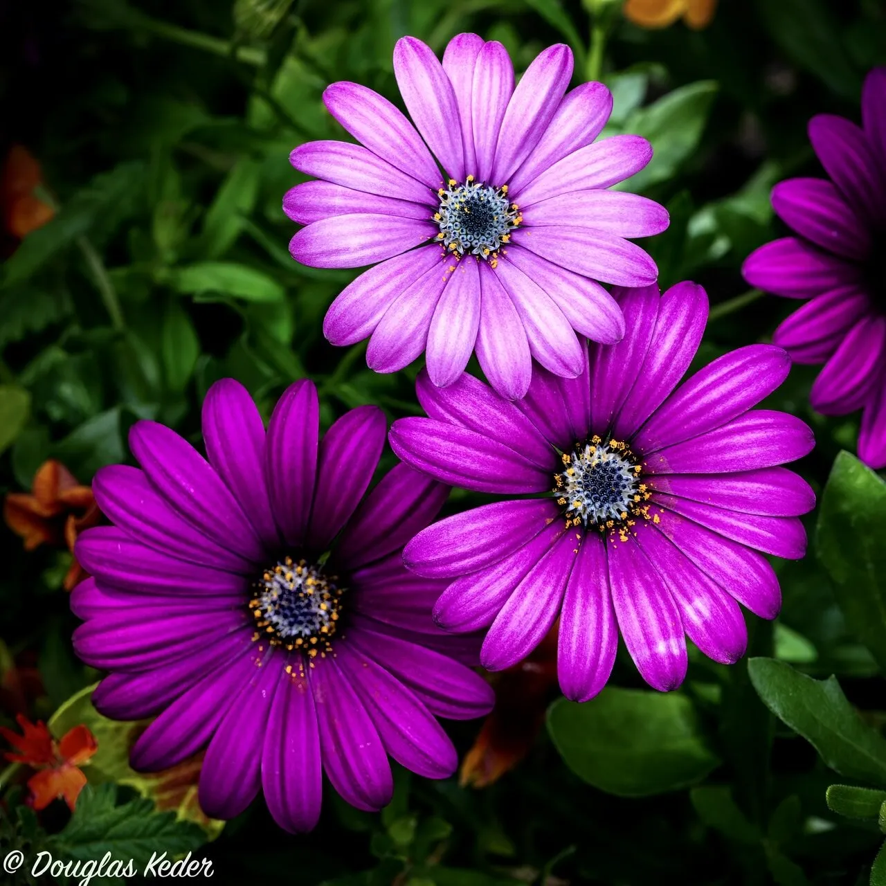 Shades of purple