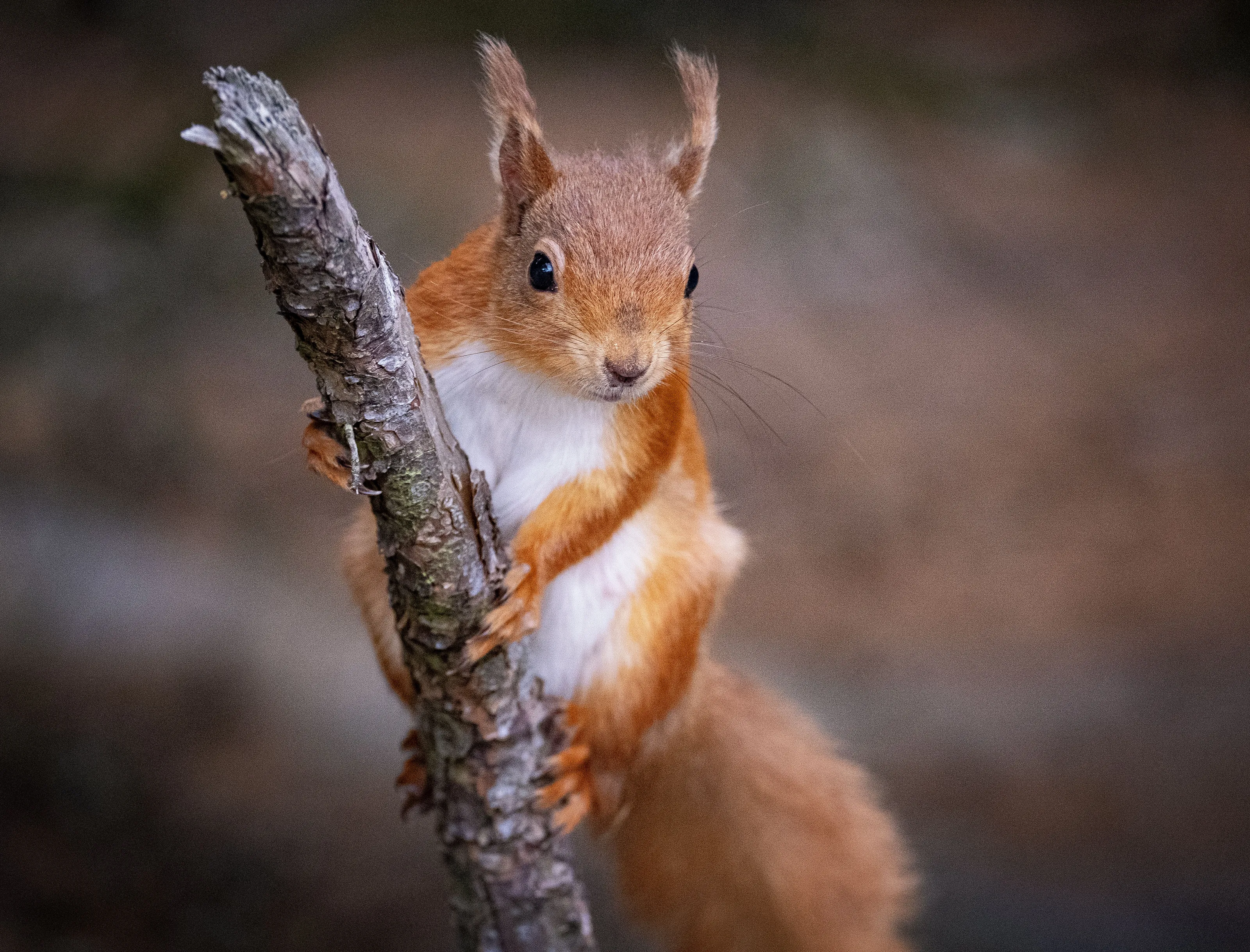 A Woodland Welcome
