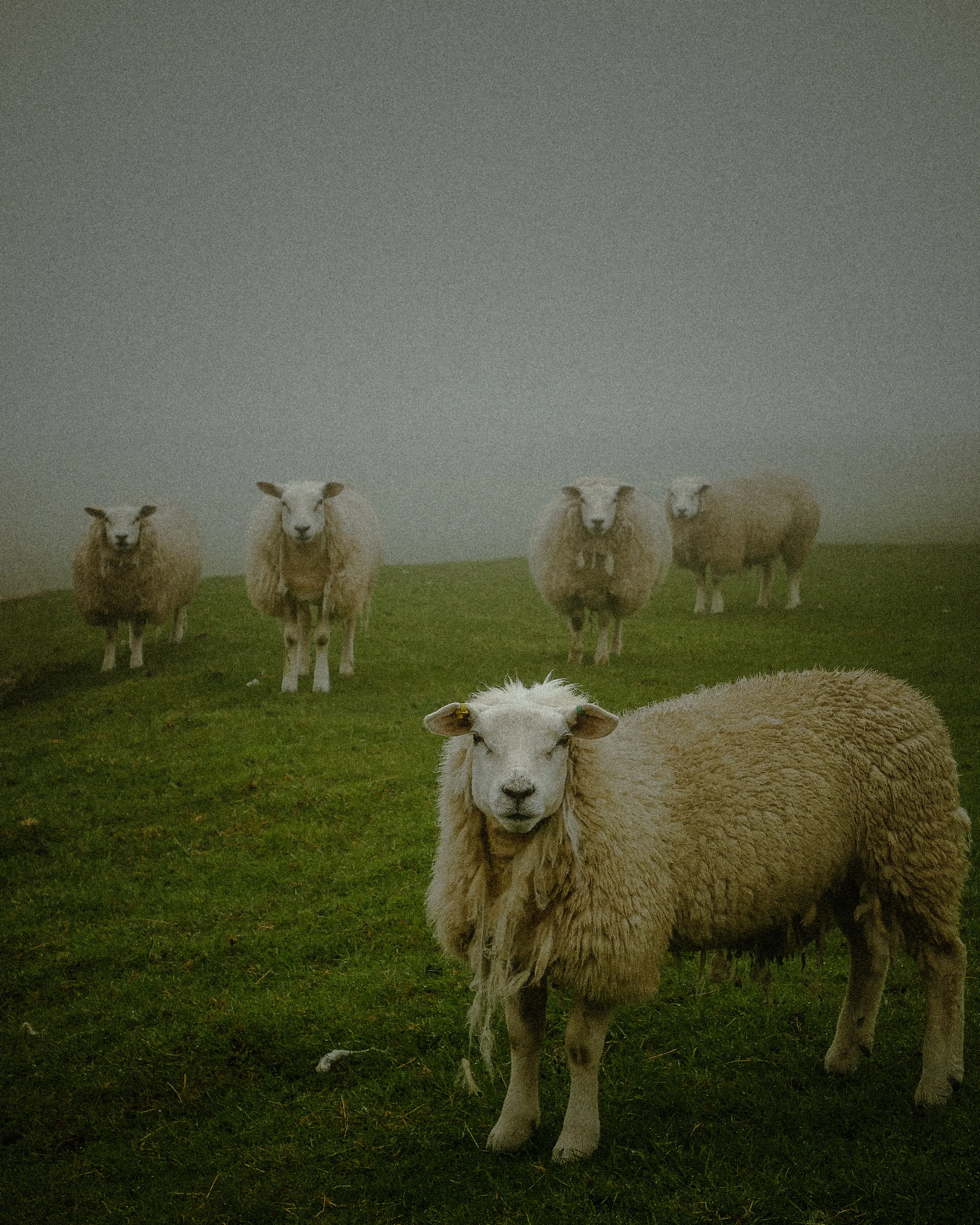 Hypnotised sheep