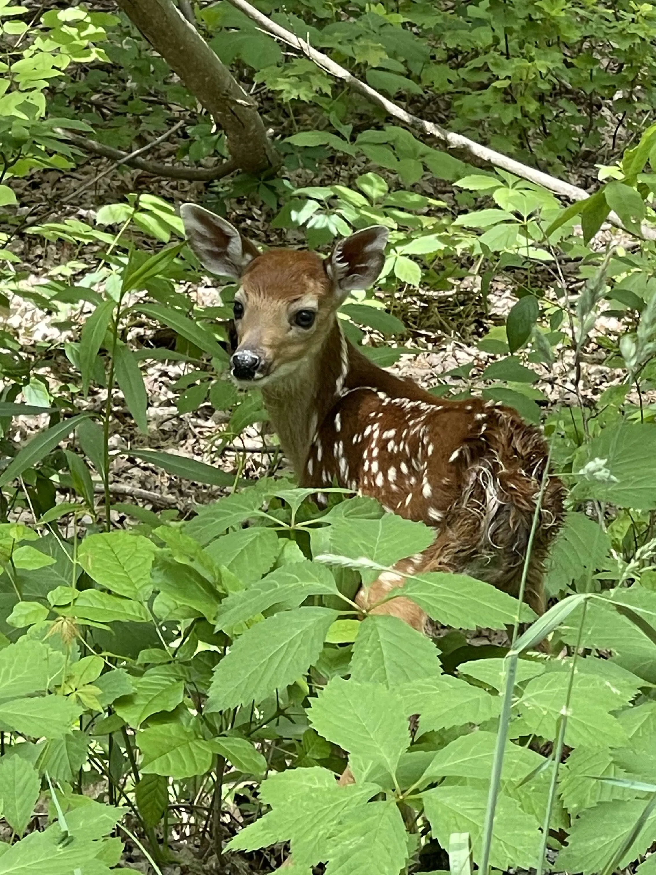 Playful Baby Deer