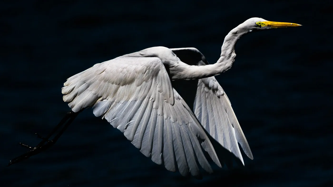 The frozen flight of an egret.