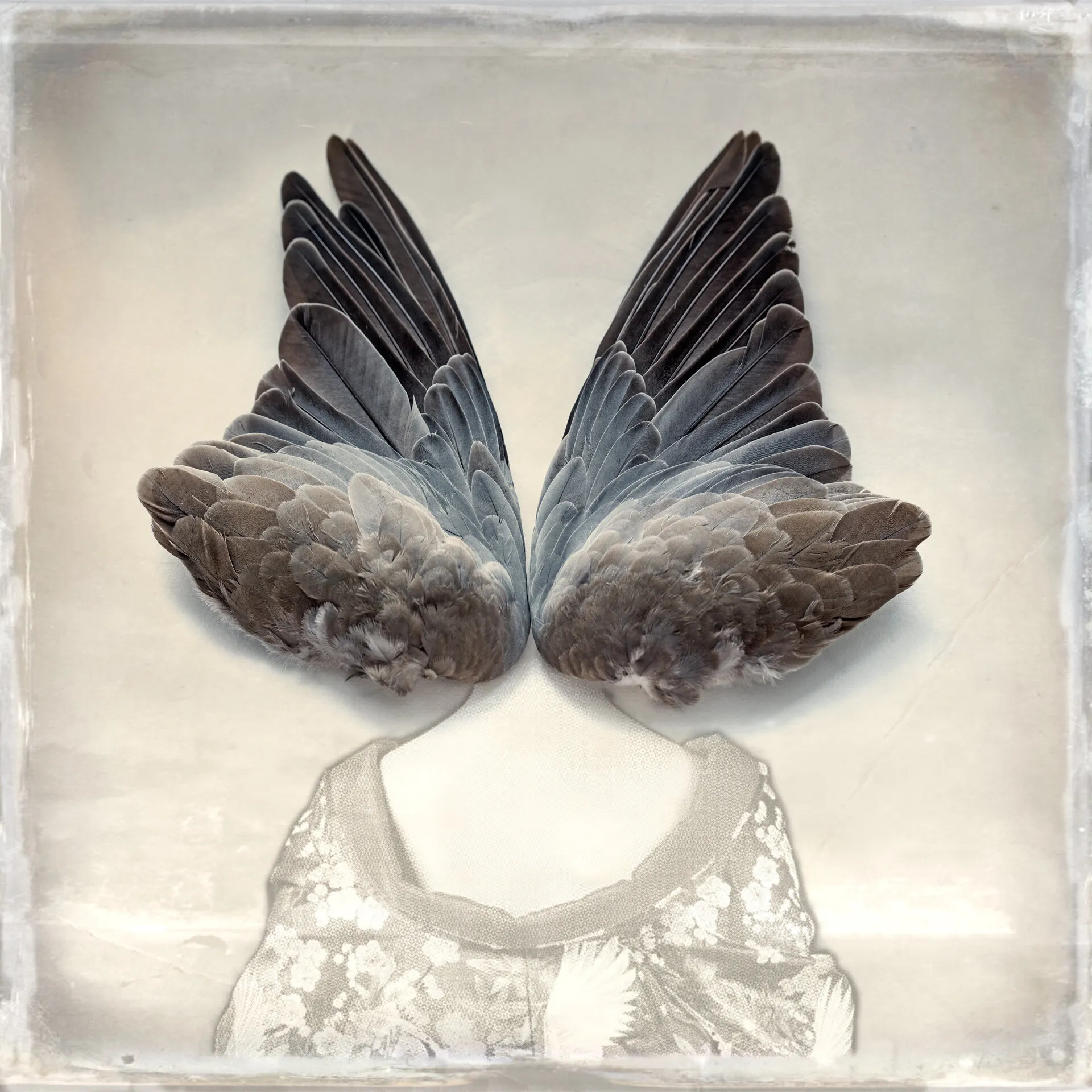 Turtle Dove - Wings of Desire