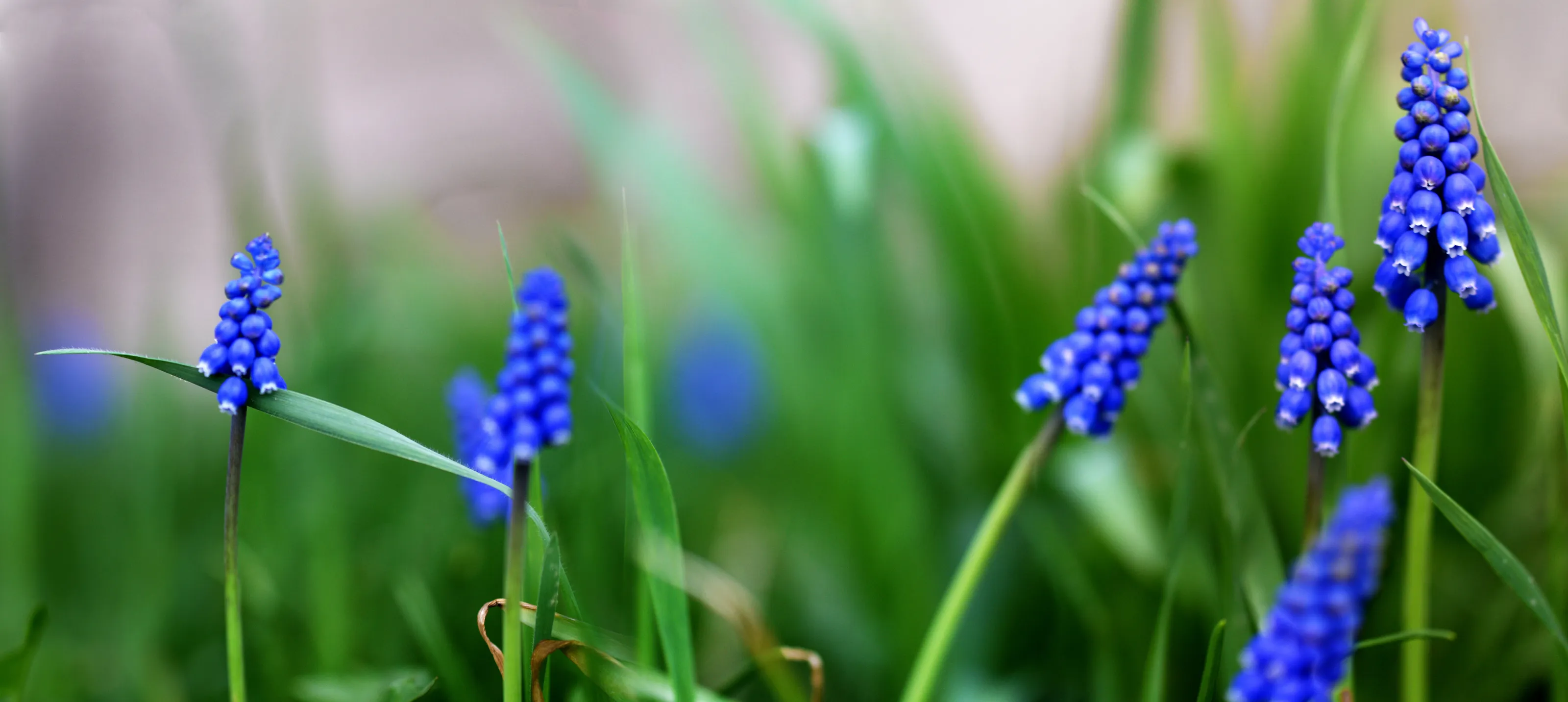 Grape Hyacinths