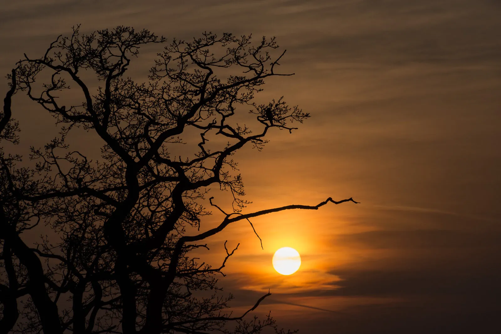 Sunset Tree