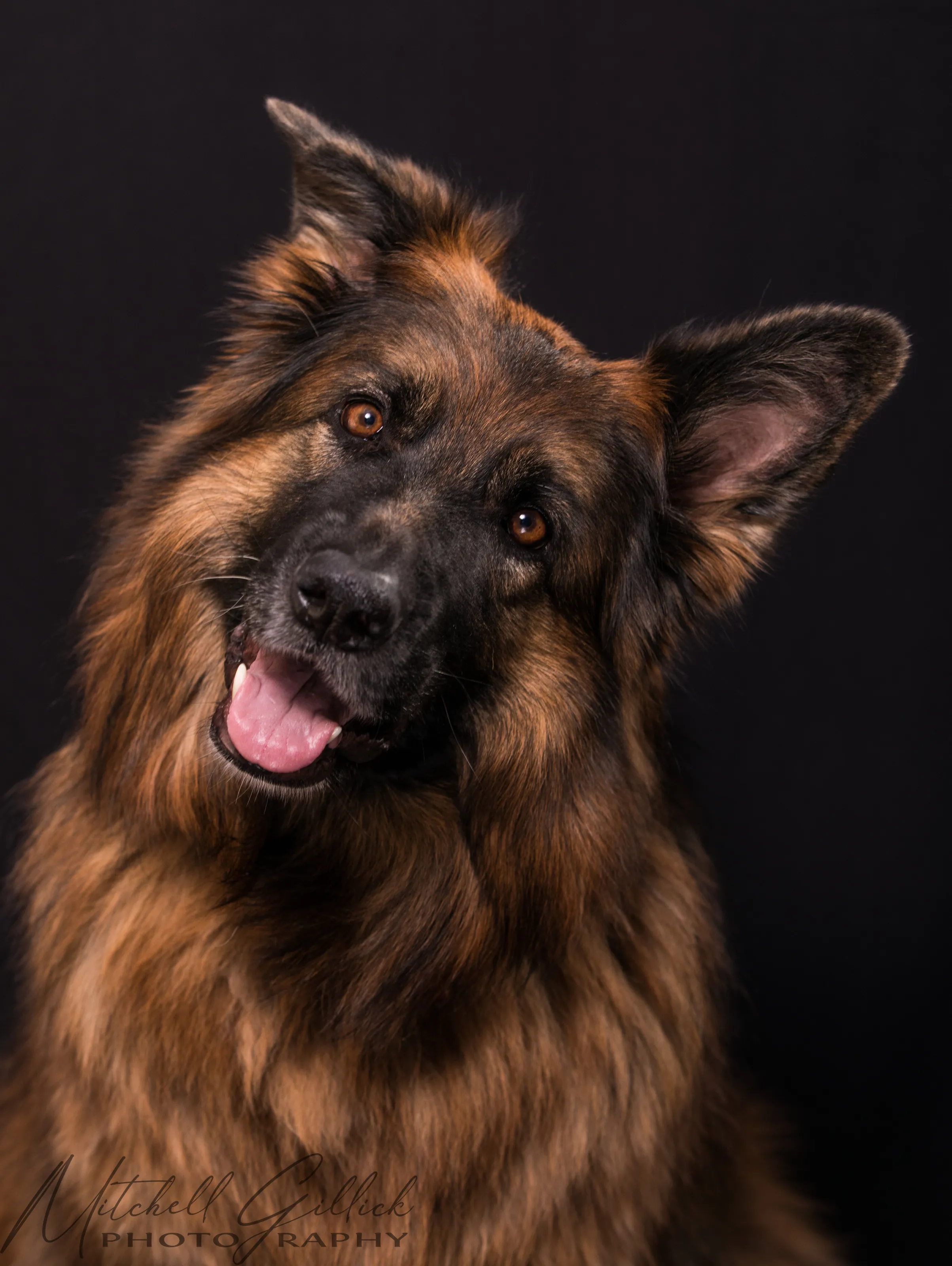 Pretty Hannah the long-haired GSD