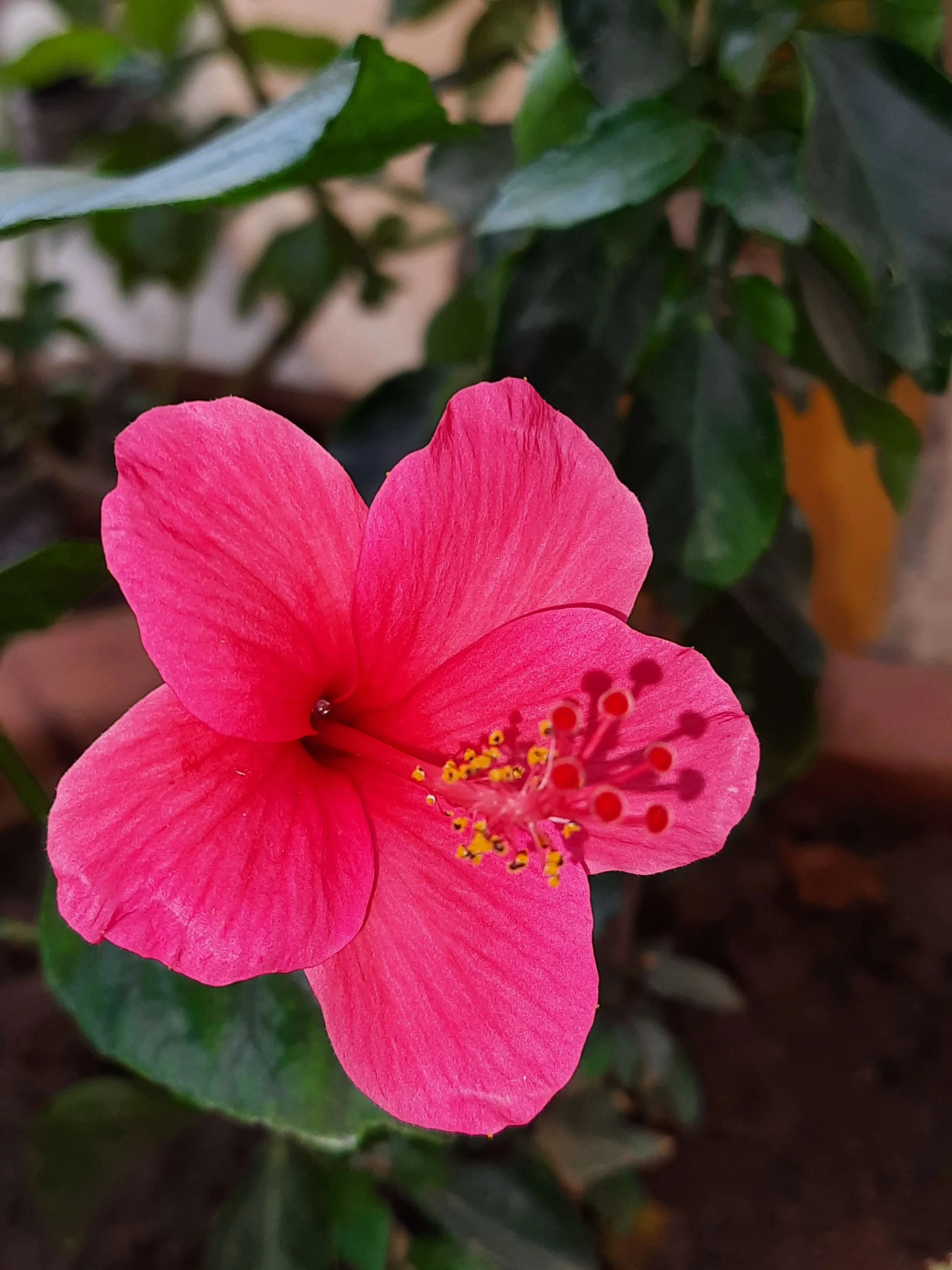 One flower photography
