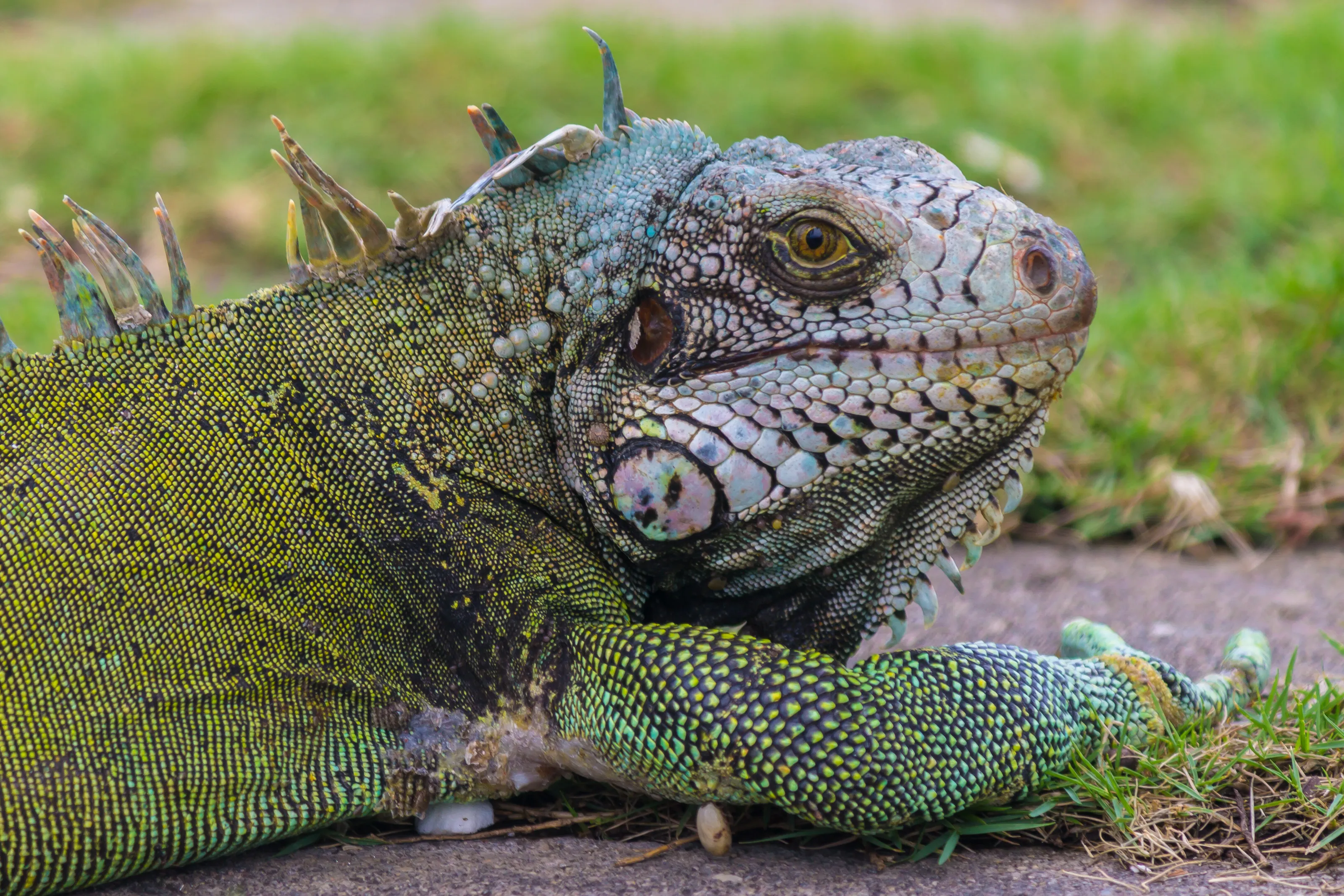Iguana