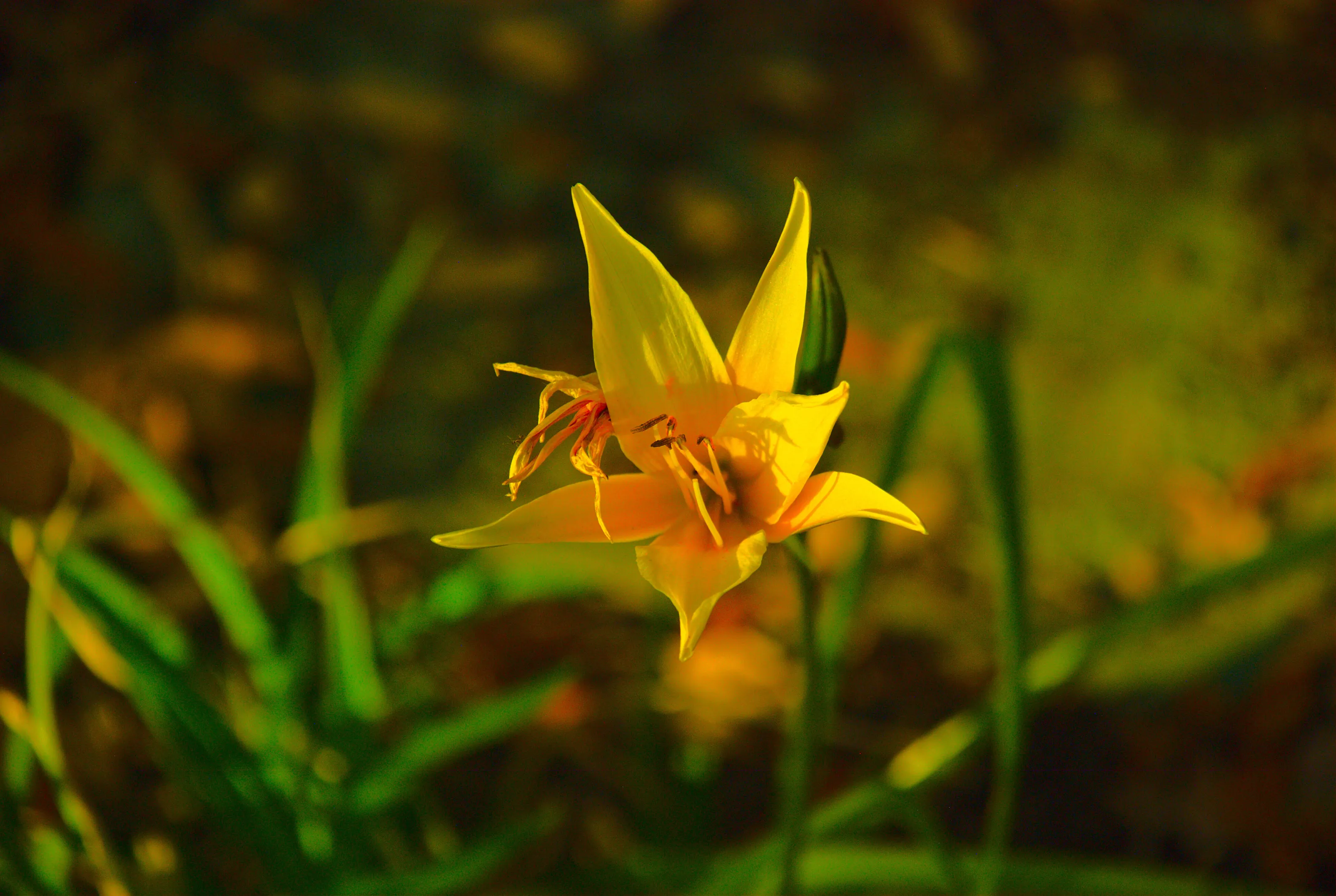 Flower in the sun