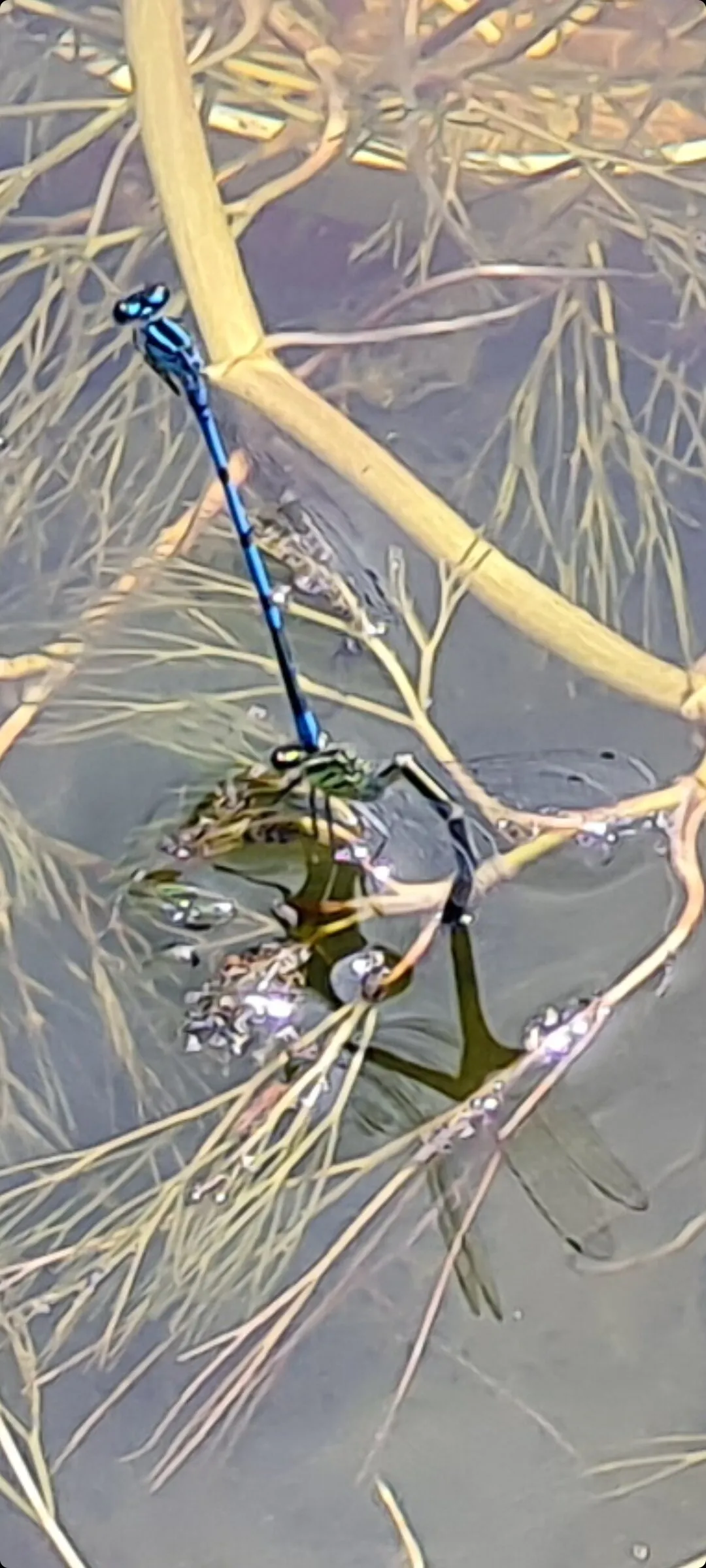 Dragonfly mating