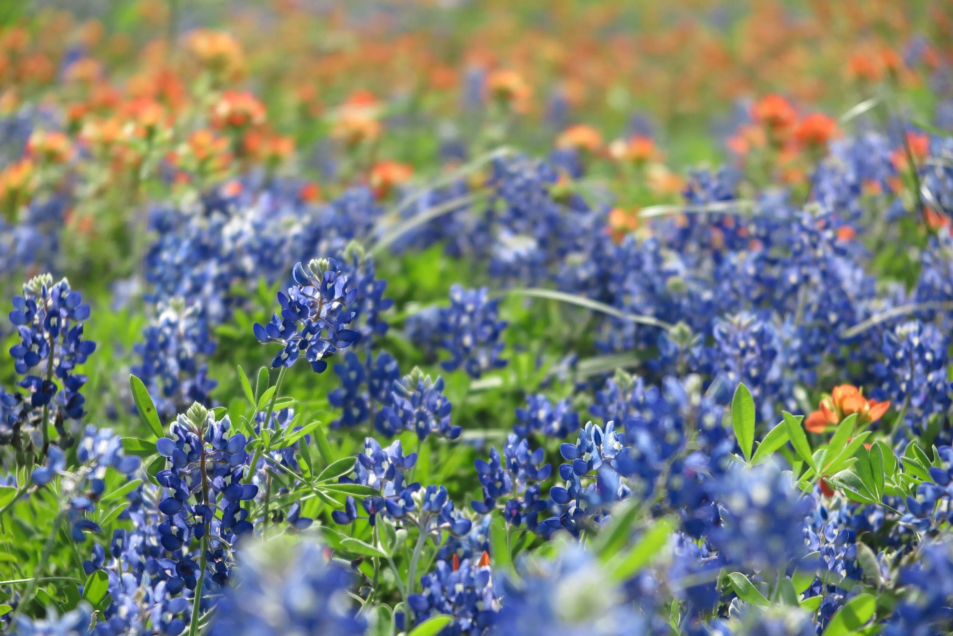 Texas Blues