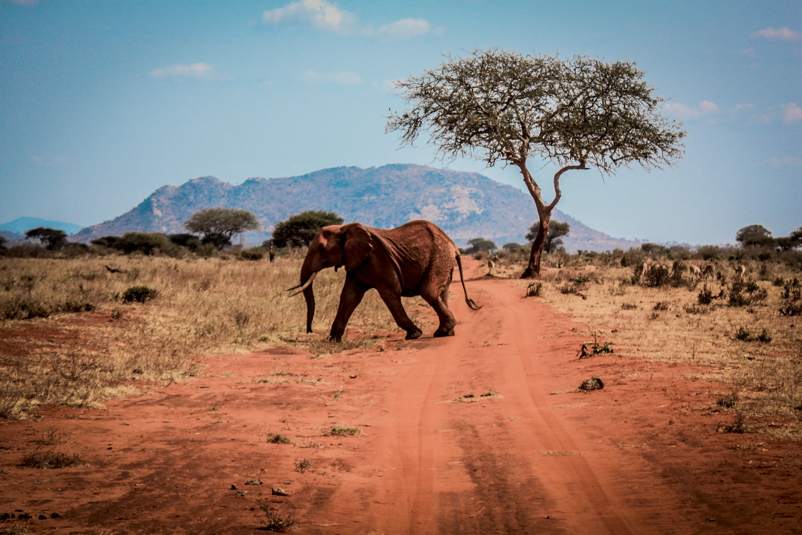 Elephant on the move