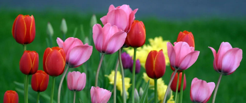 Spring Tulips
