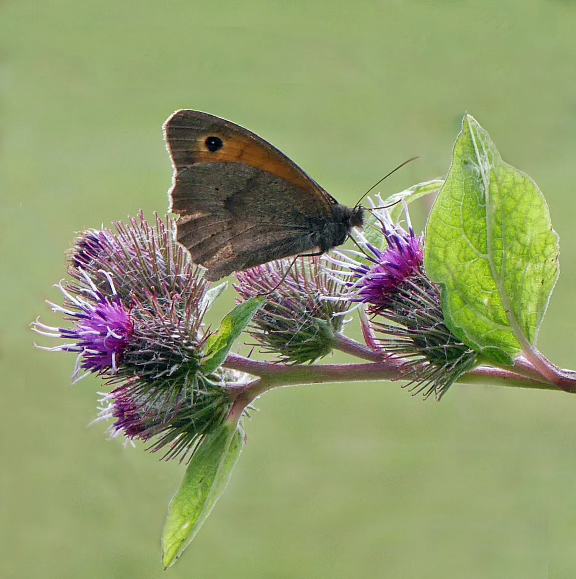 Meadow brown
