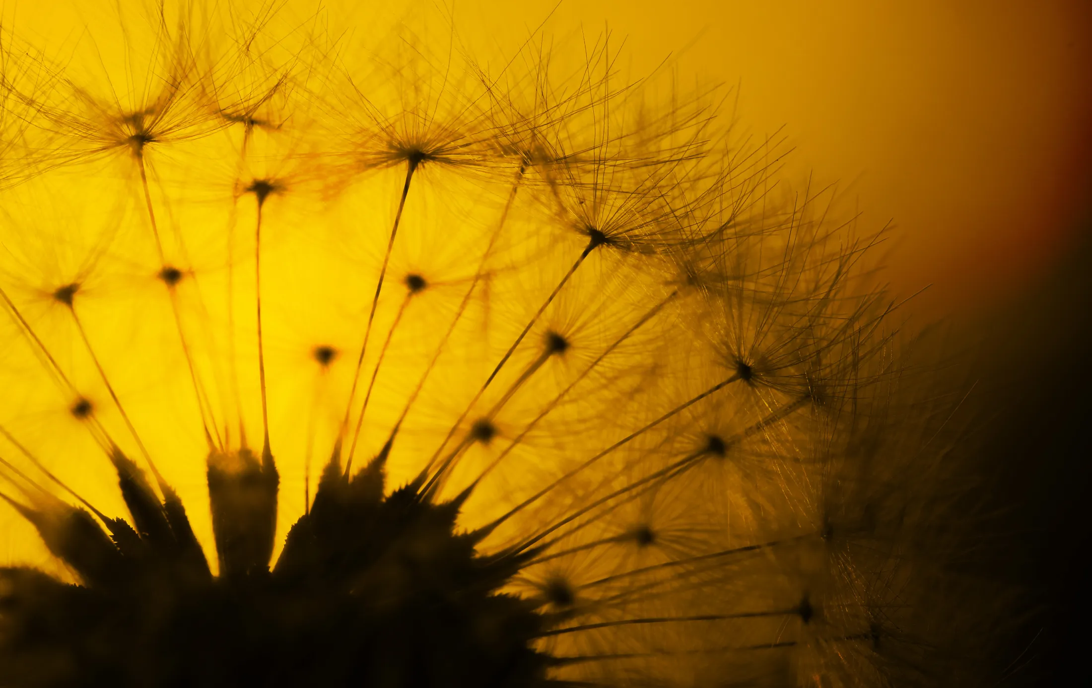 Sunset Dandelion