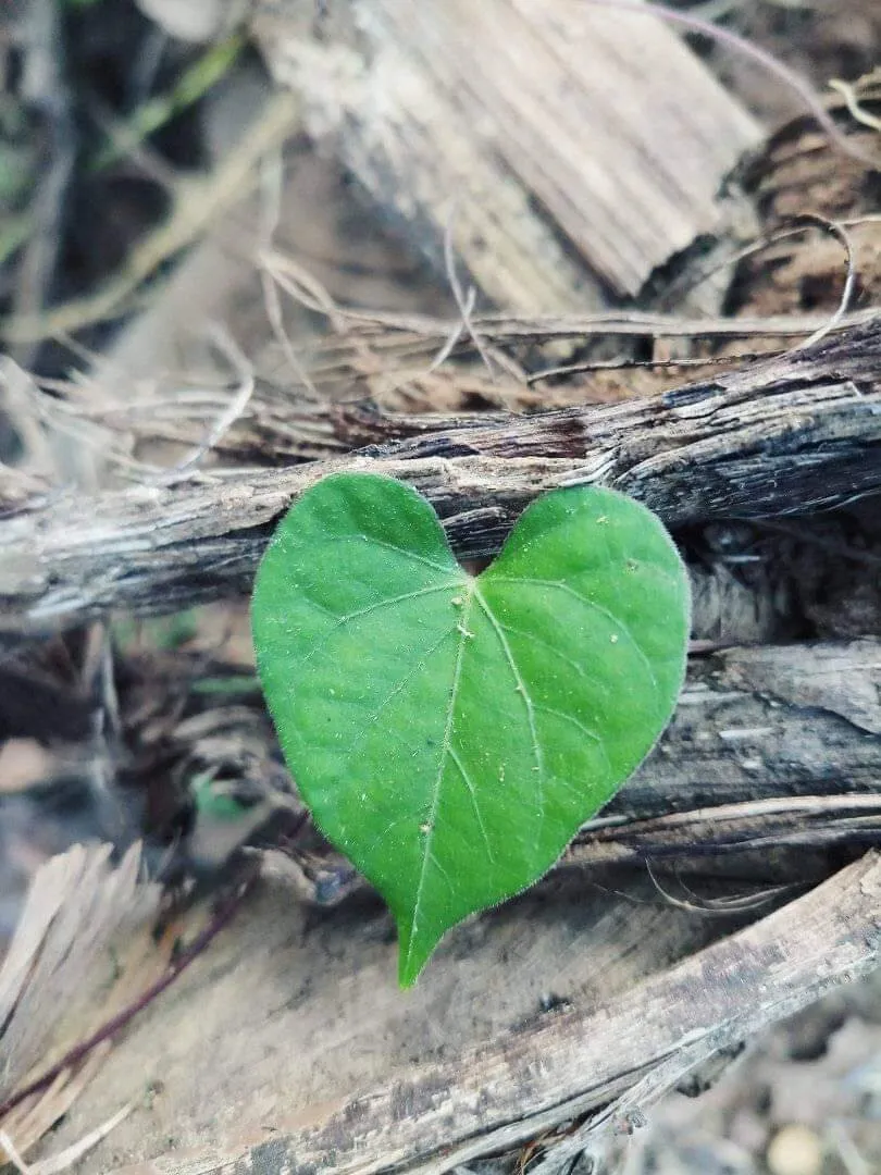Leafy heart