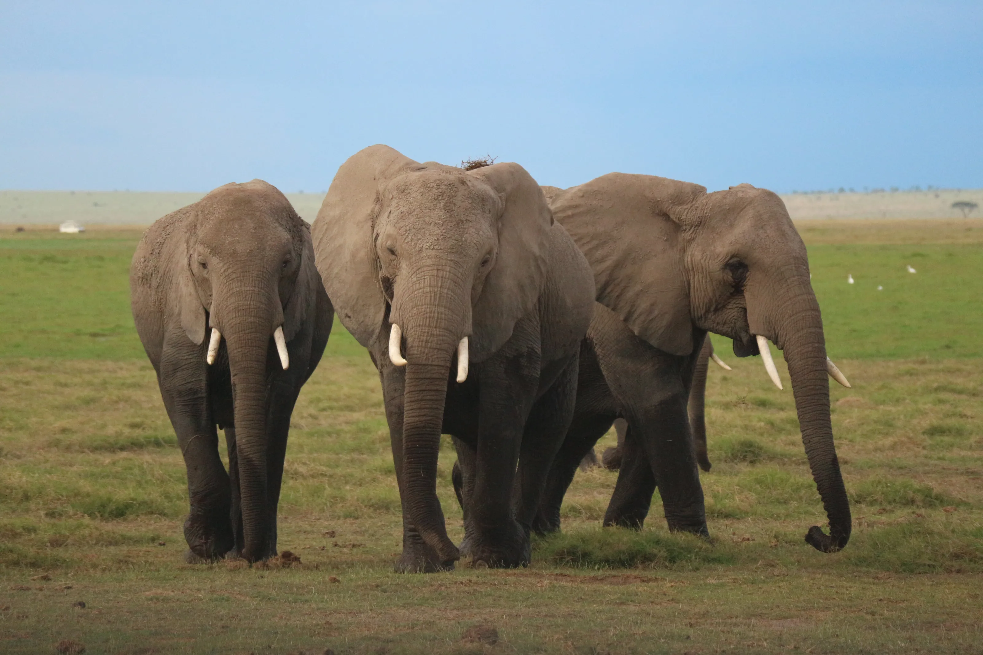 Elephant Trio