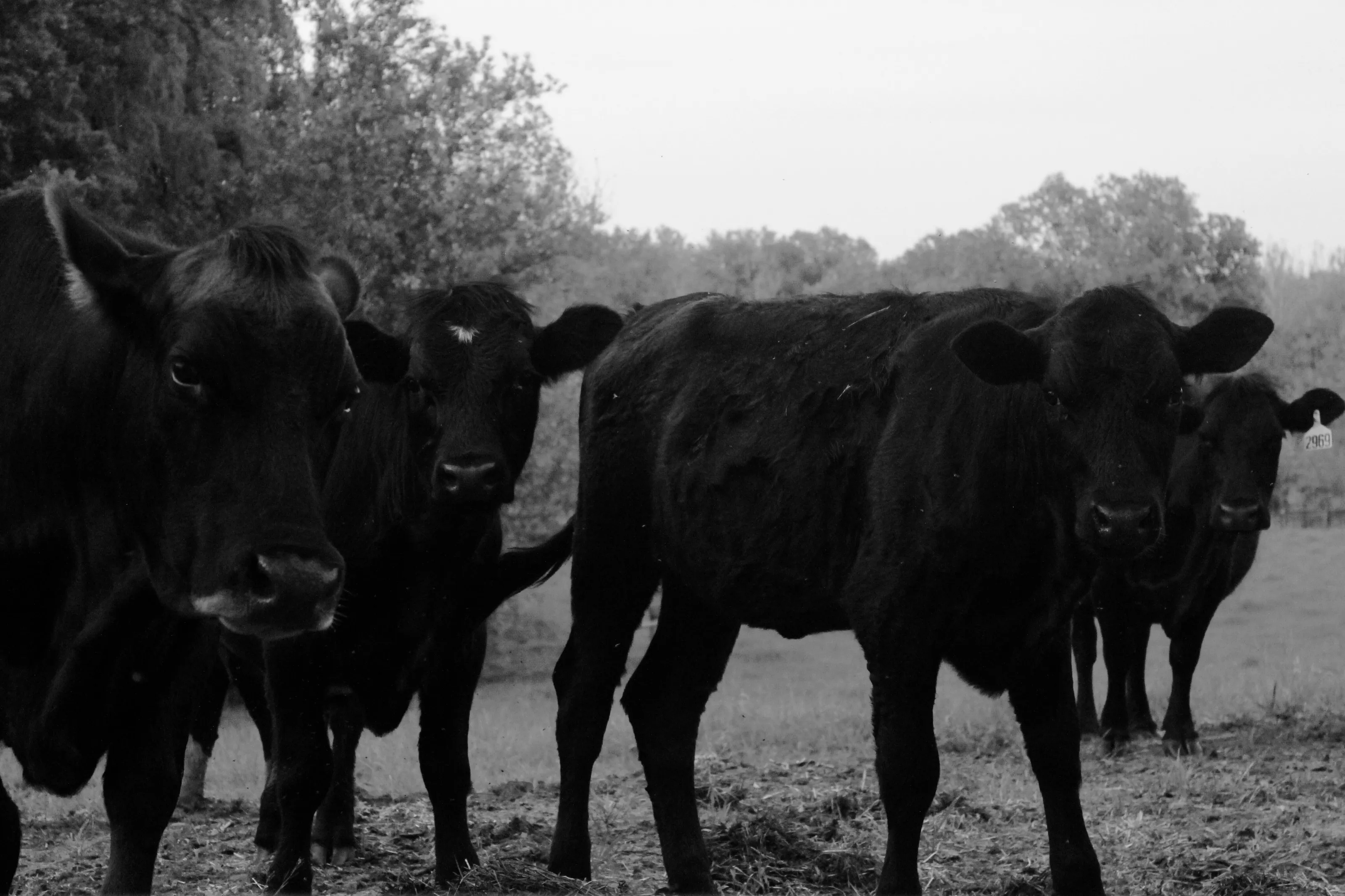 Herd of Cattle - Black and White