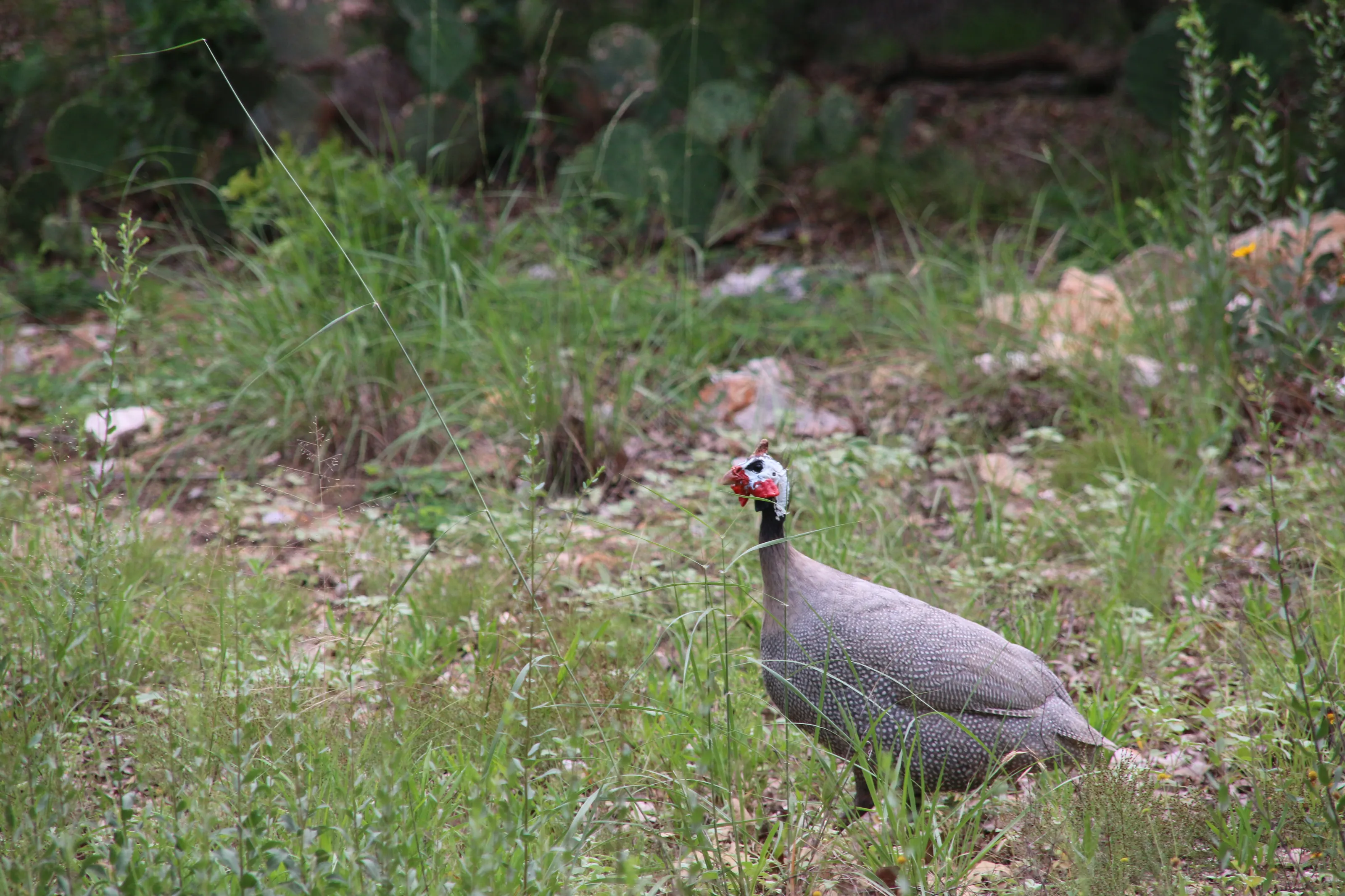 Guinea Fowl
