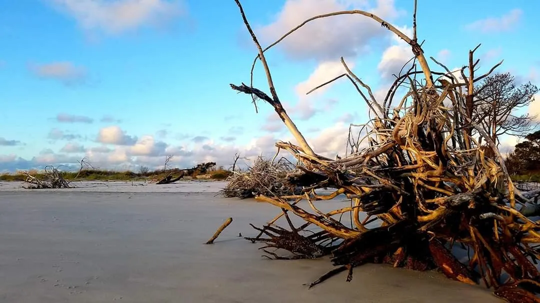 Sapelo Island