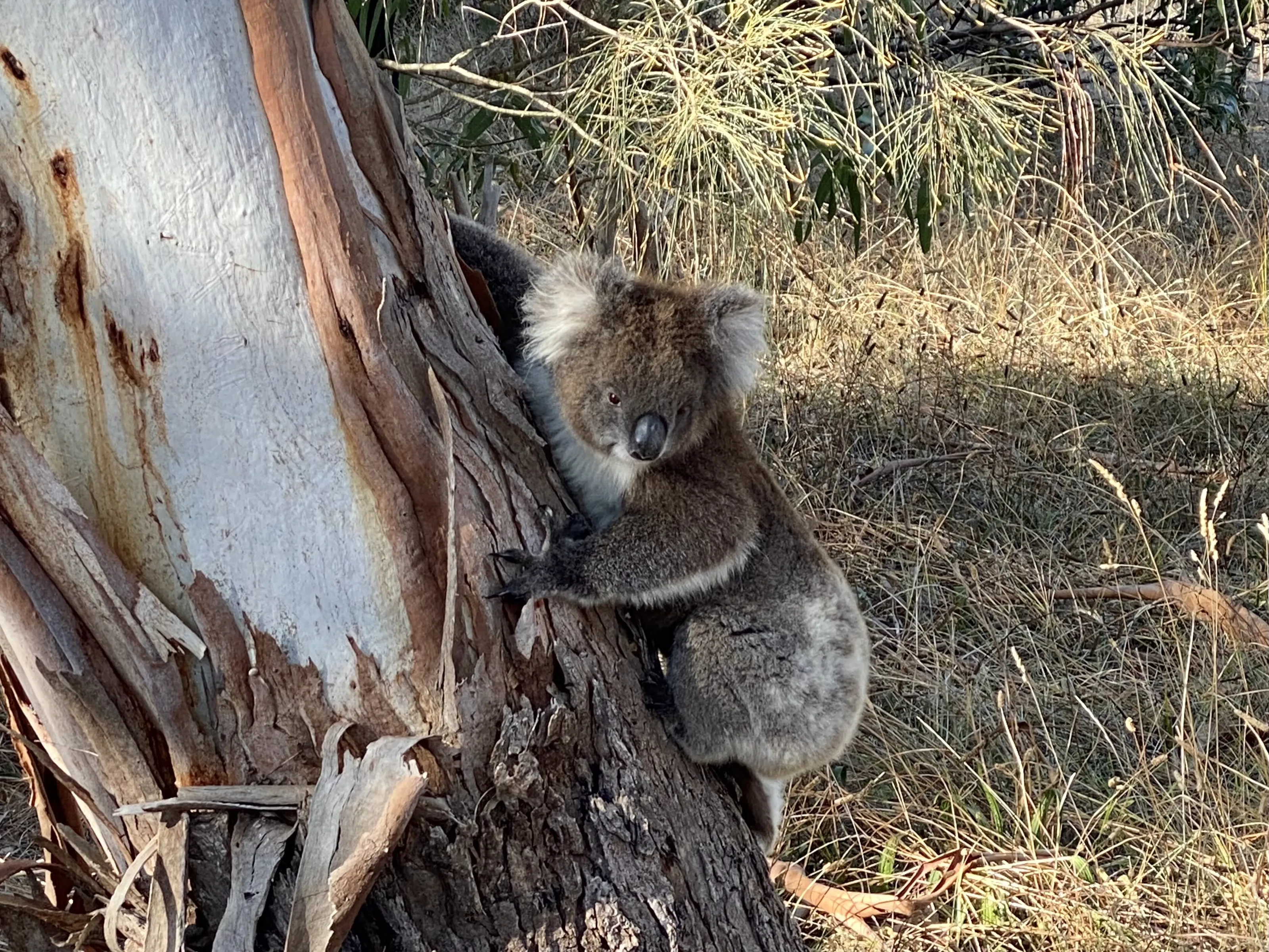 Koala in the shade