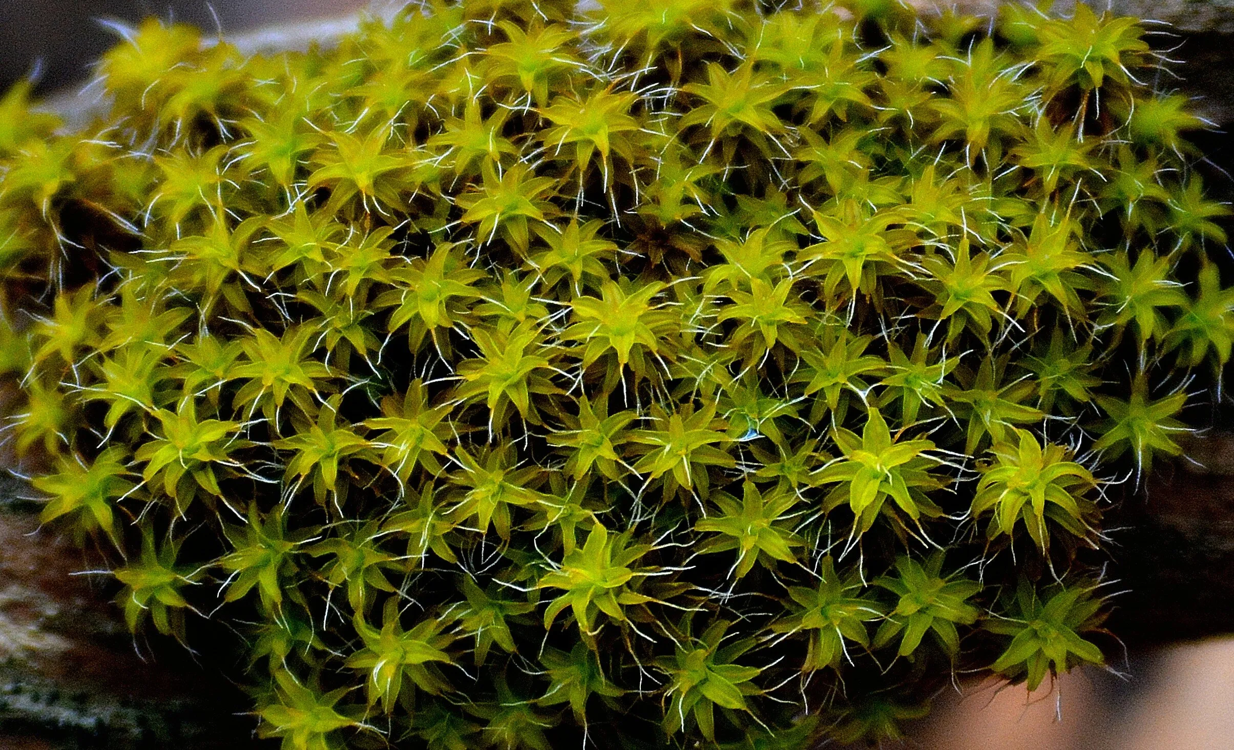 Mossy macro tree limb