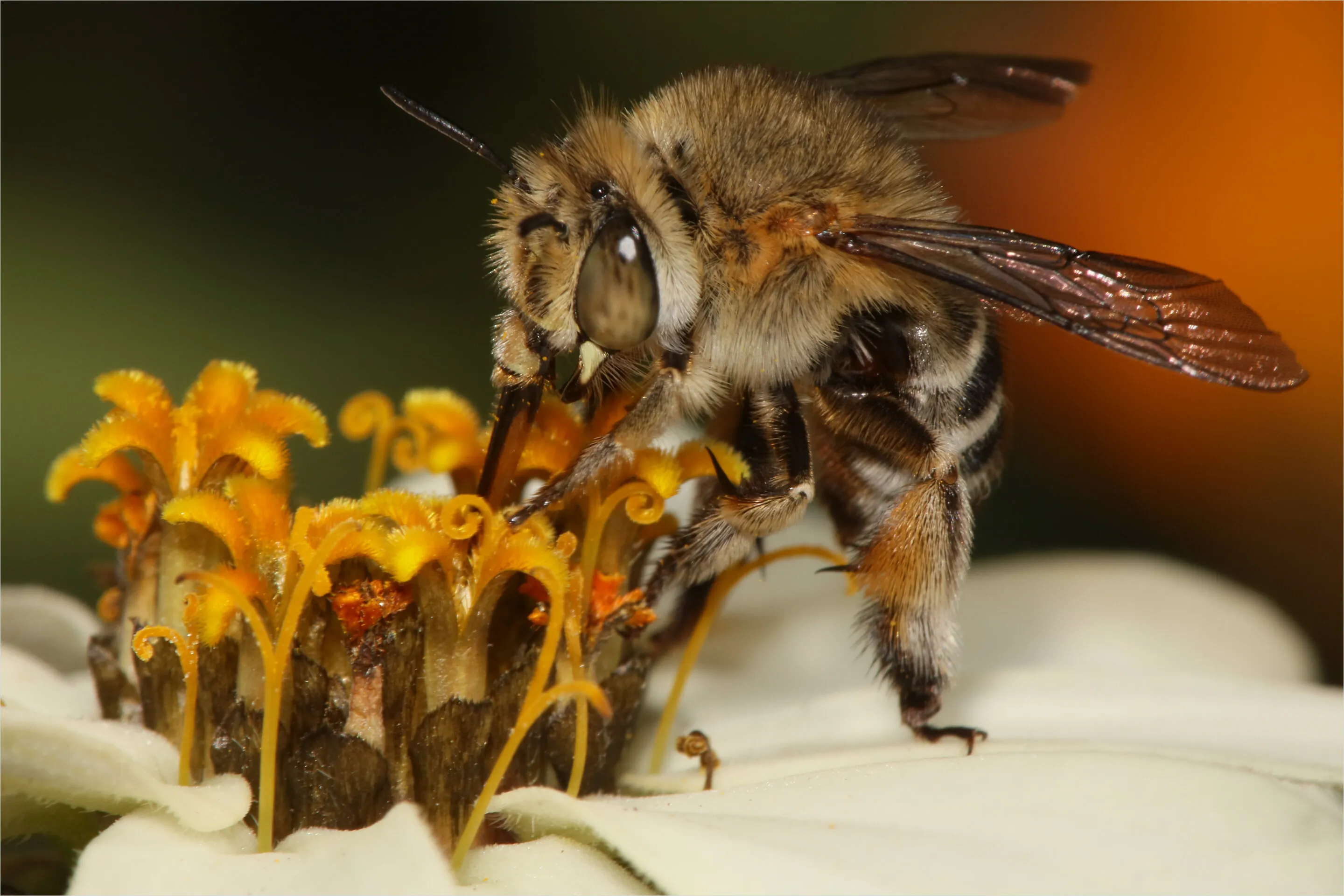 Working bee