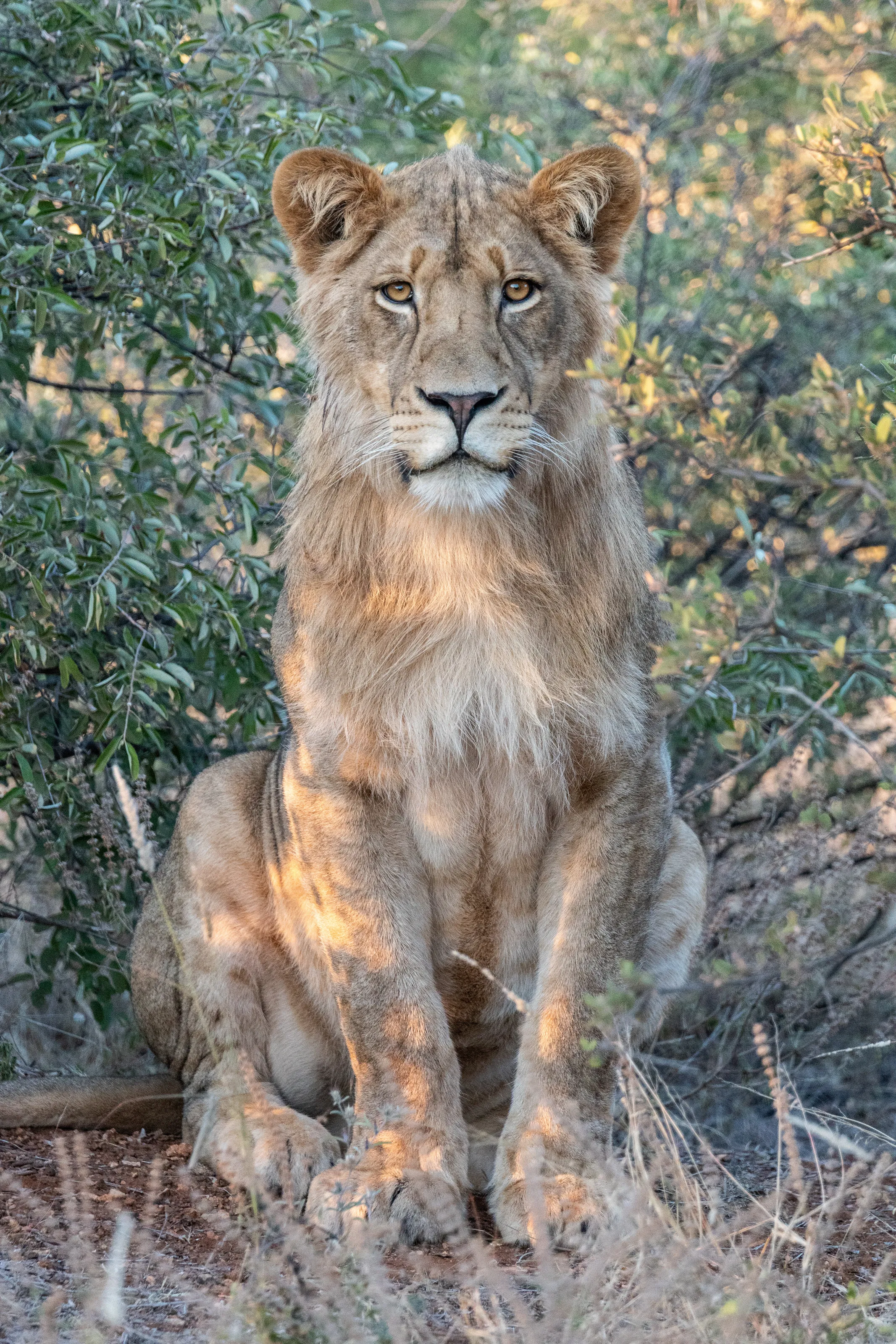 Teenage Lion