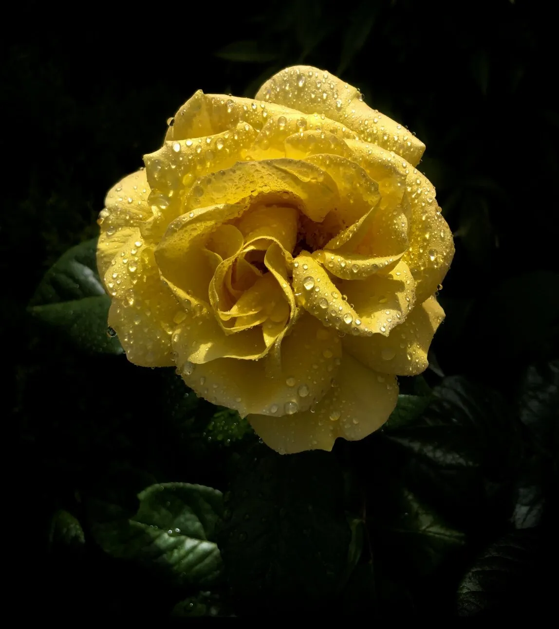 Yellow Rose