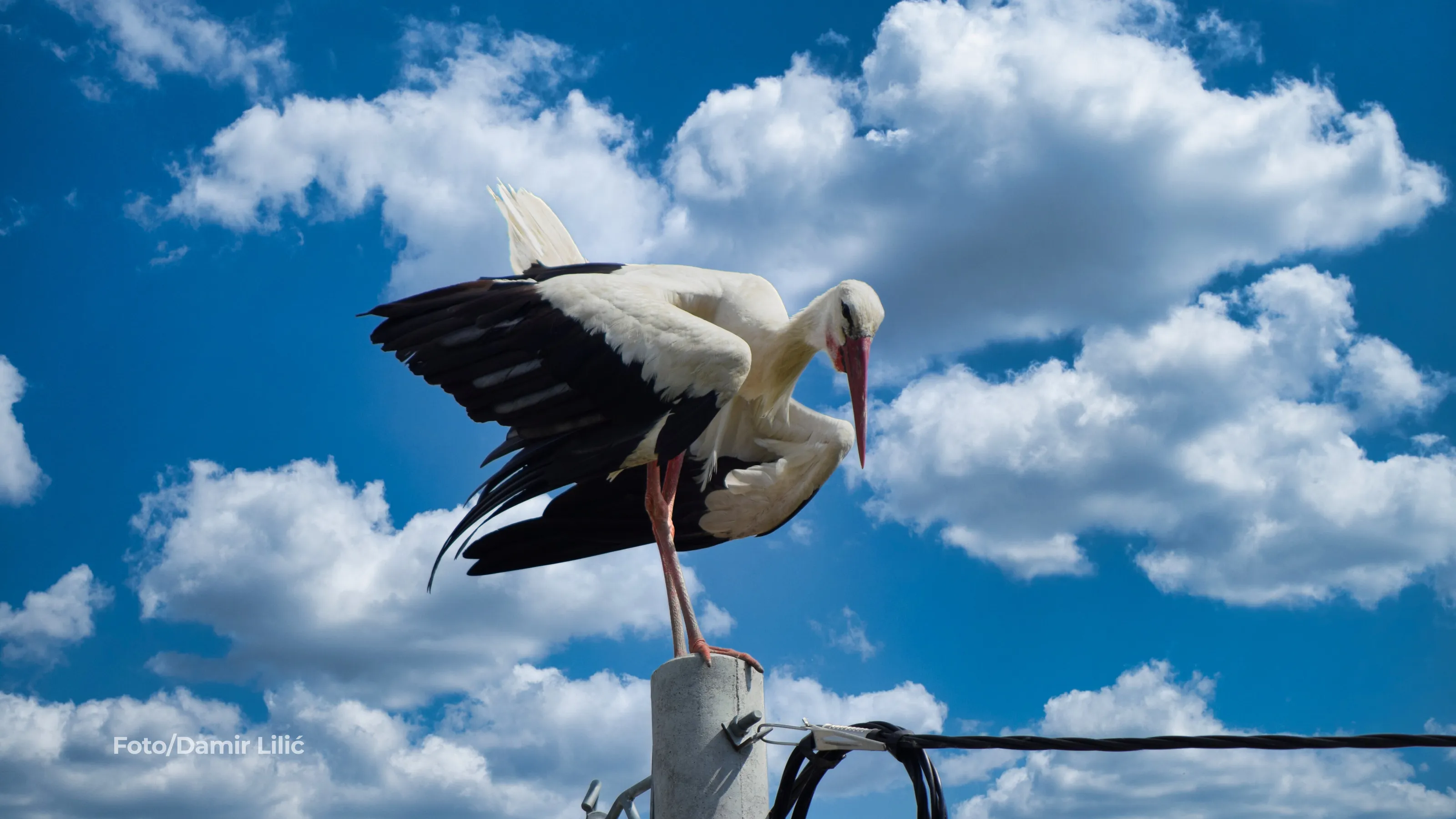 Stork bird
