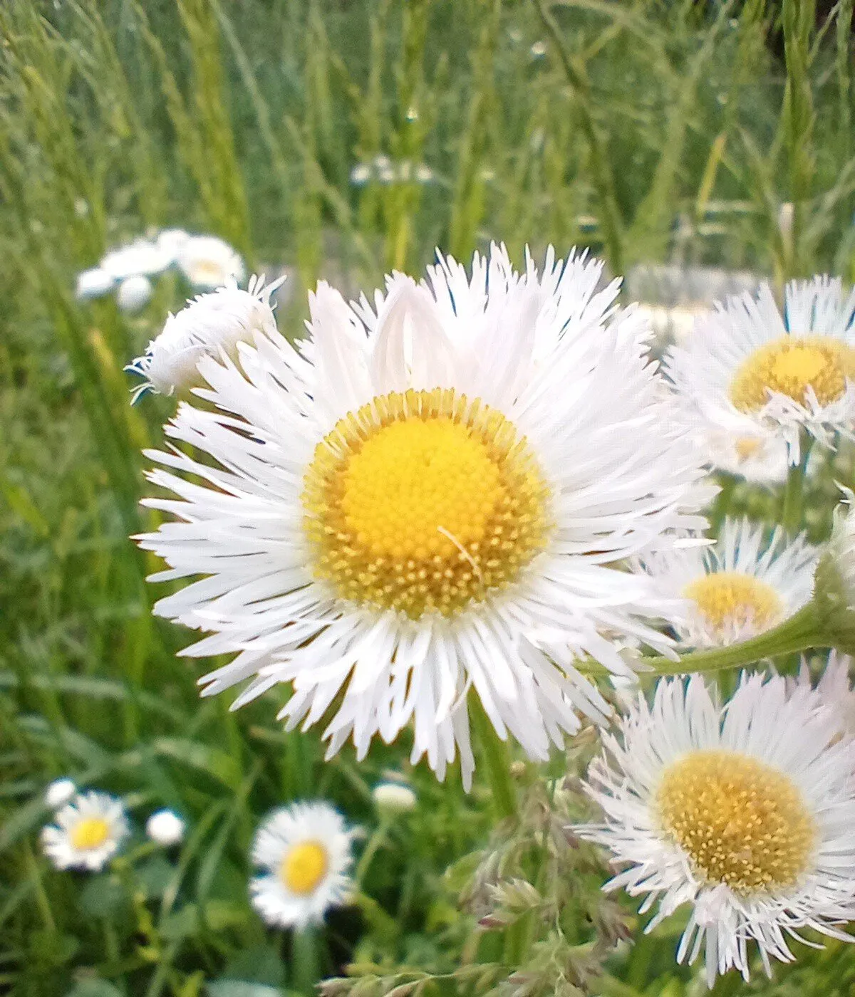 Darling daisies