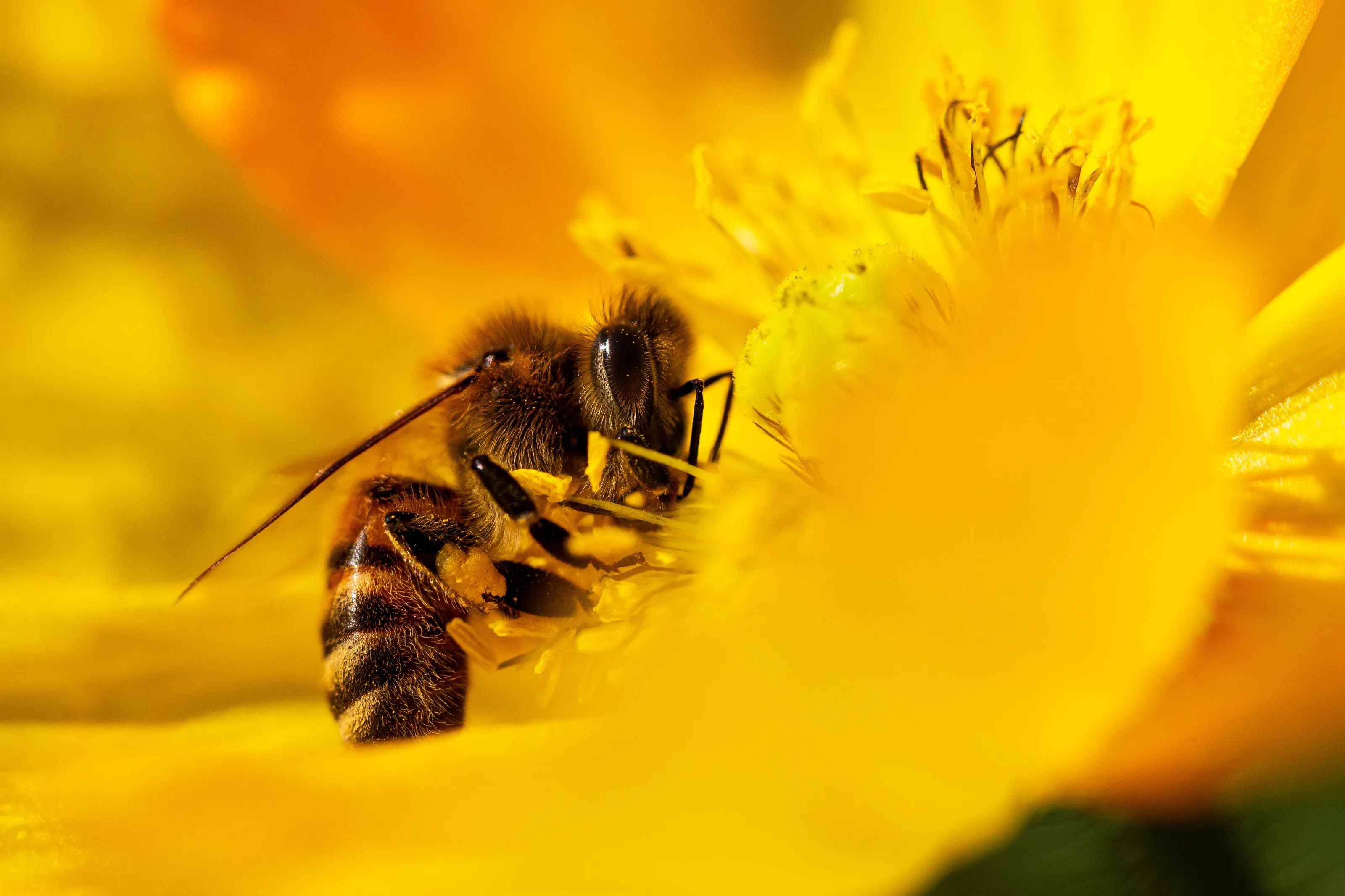 Focused honey bee