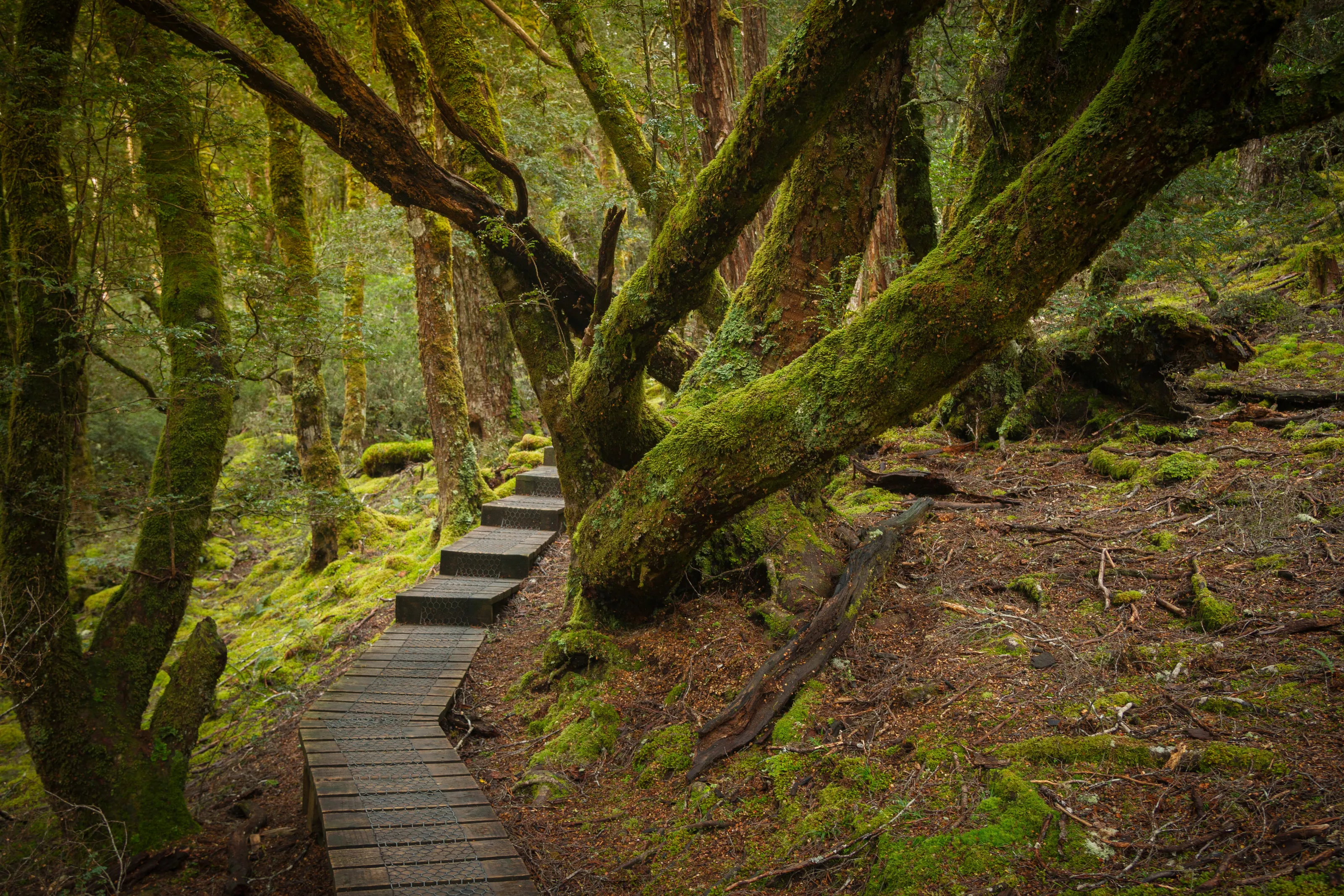 Track to the Falls
