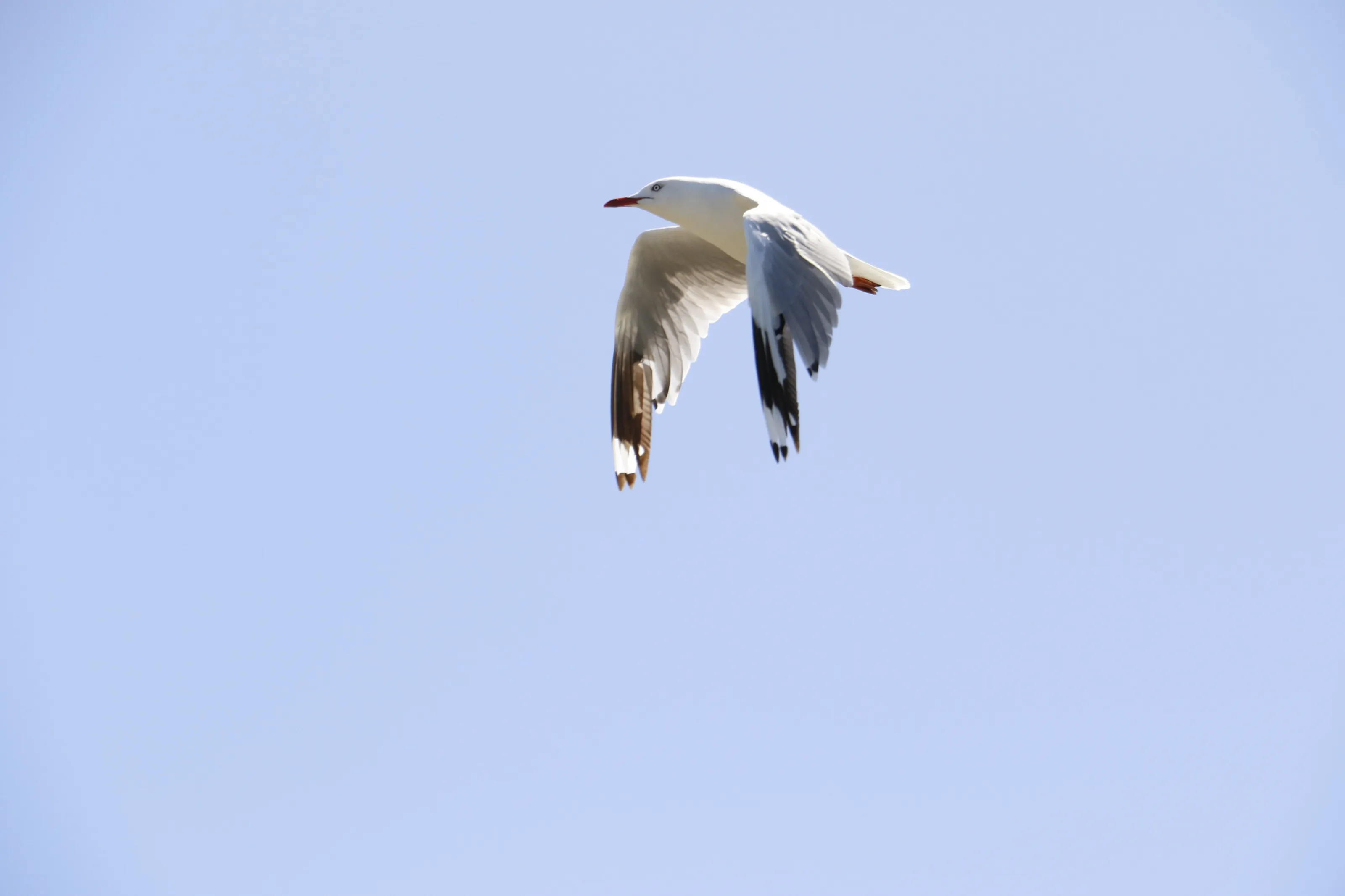Seagull