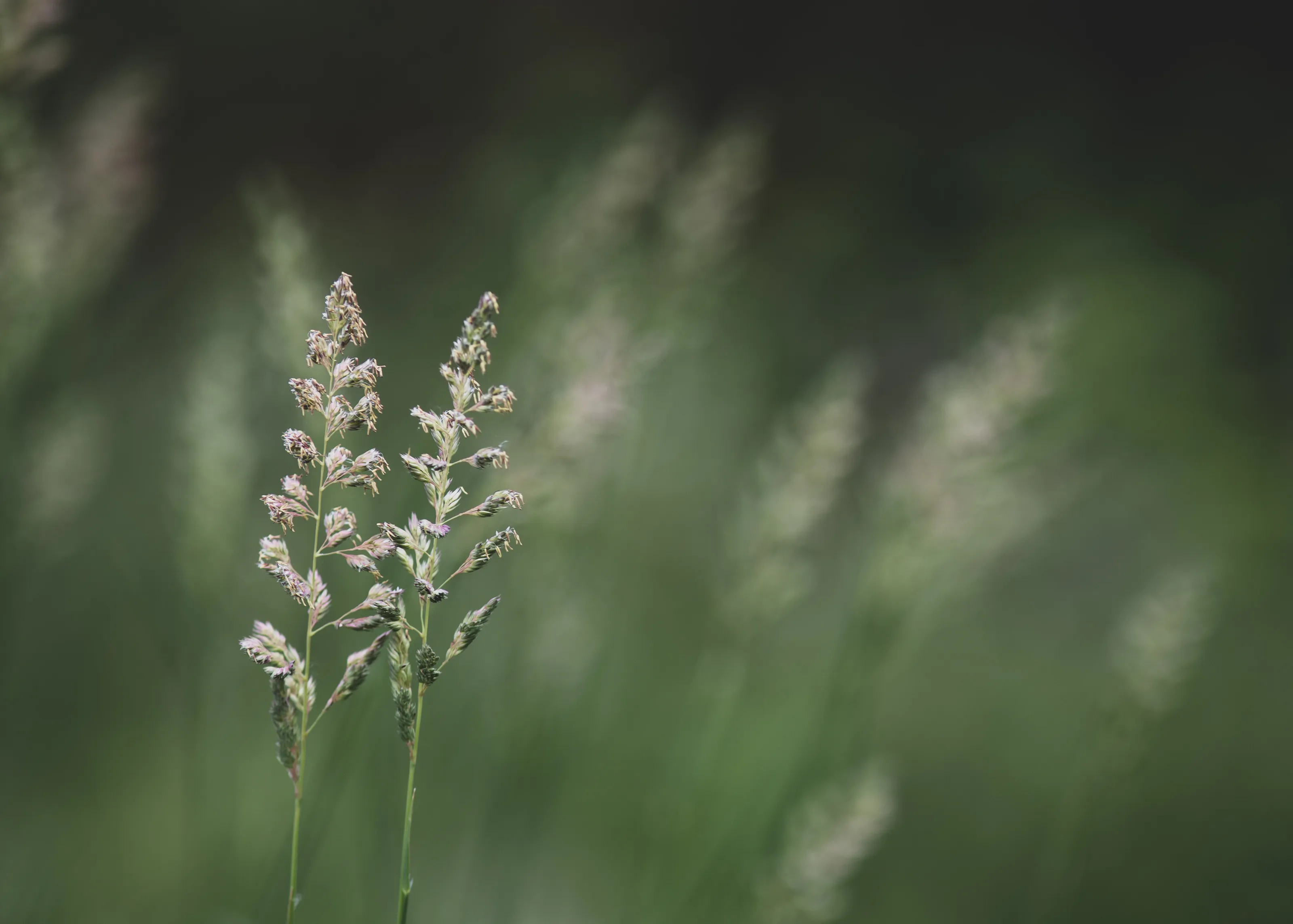 A Pair of Meadow Grass Stems.