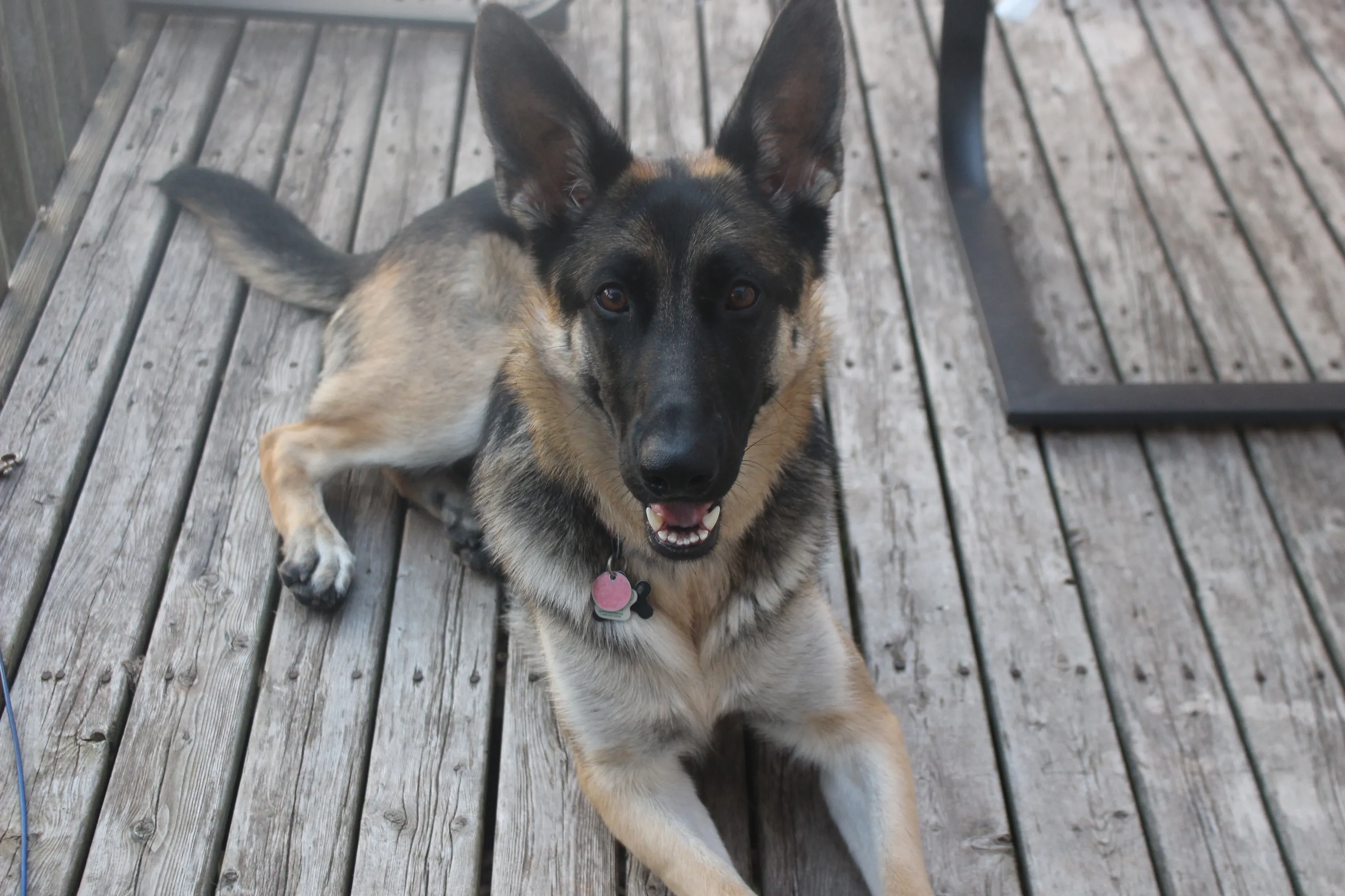 Lola the German Shepherd