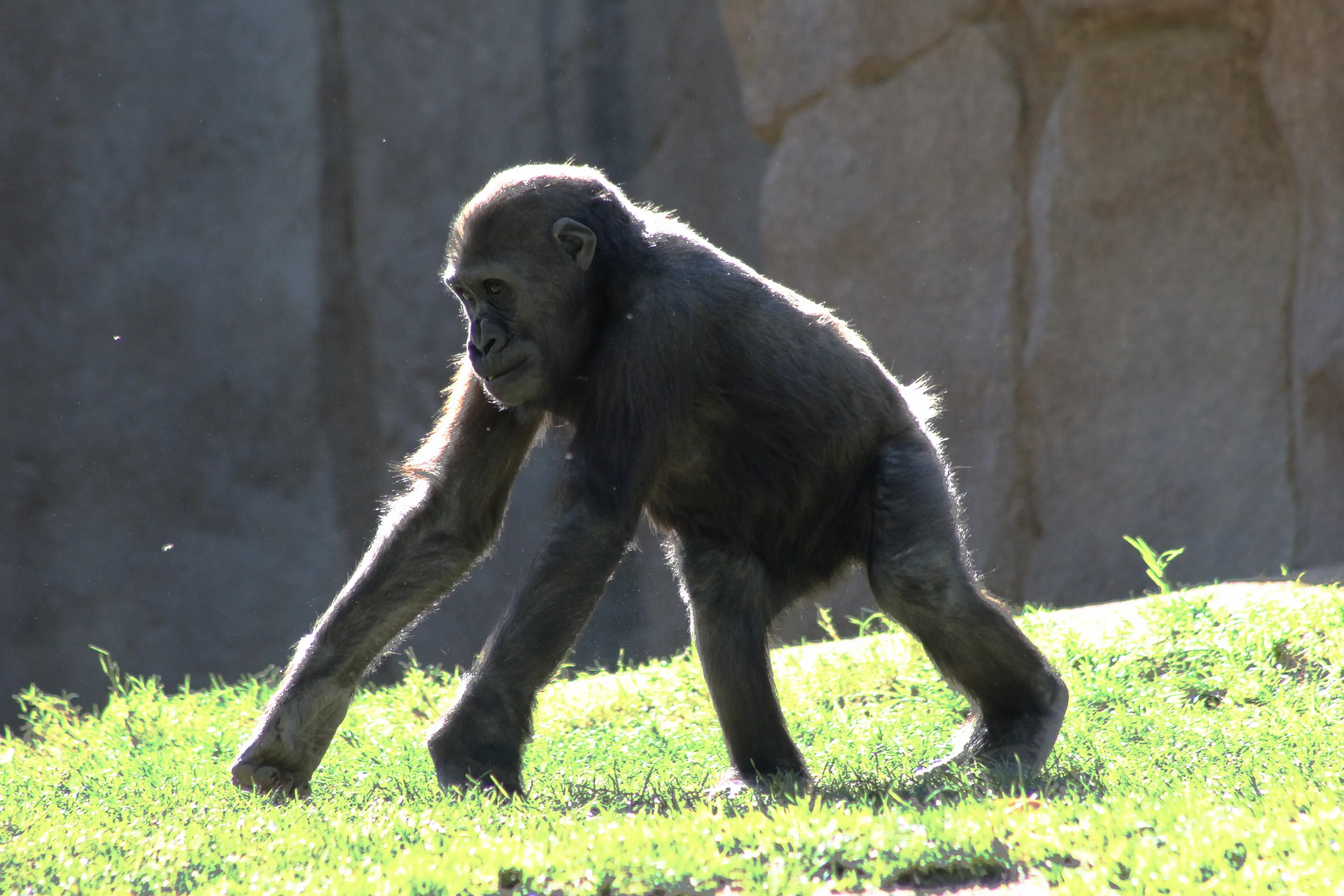 Young Gorilla