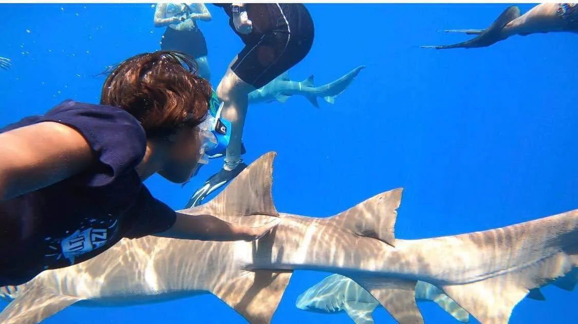 Nurse shark point