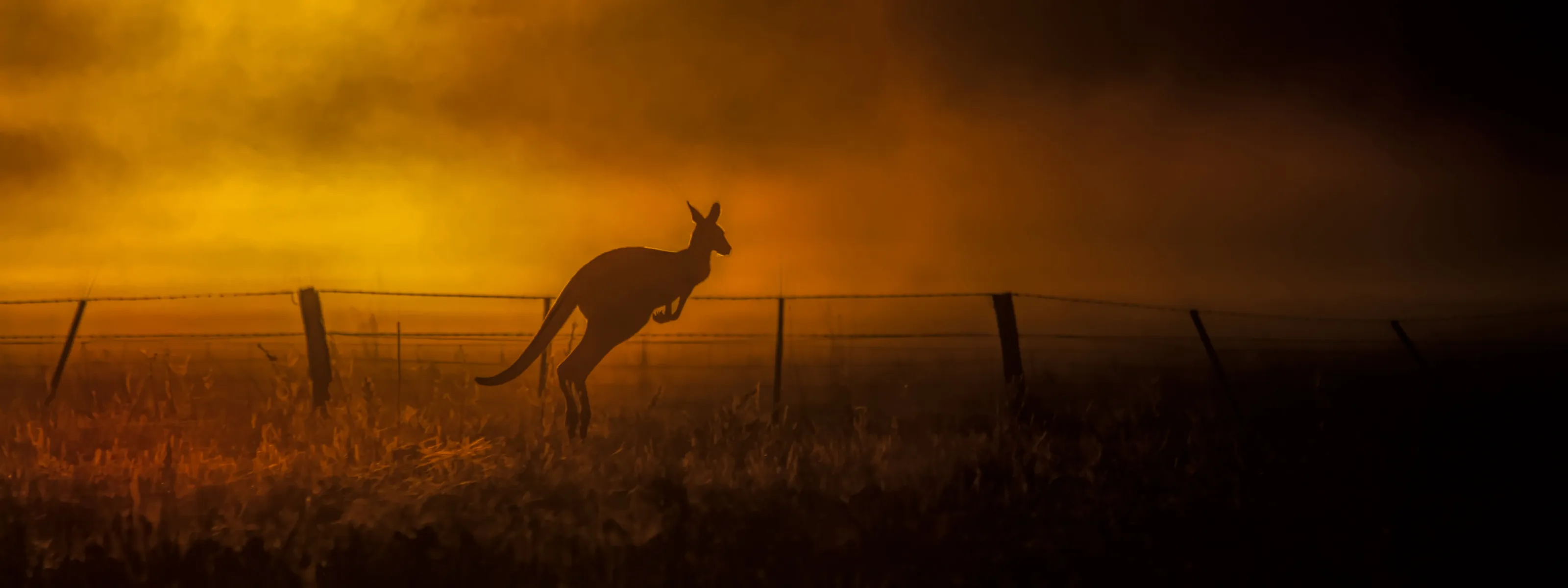 Aussie Icon