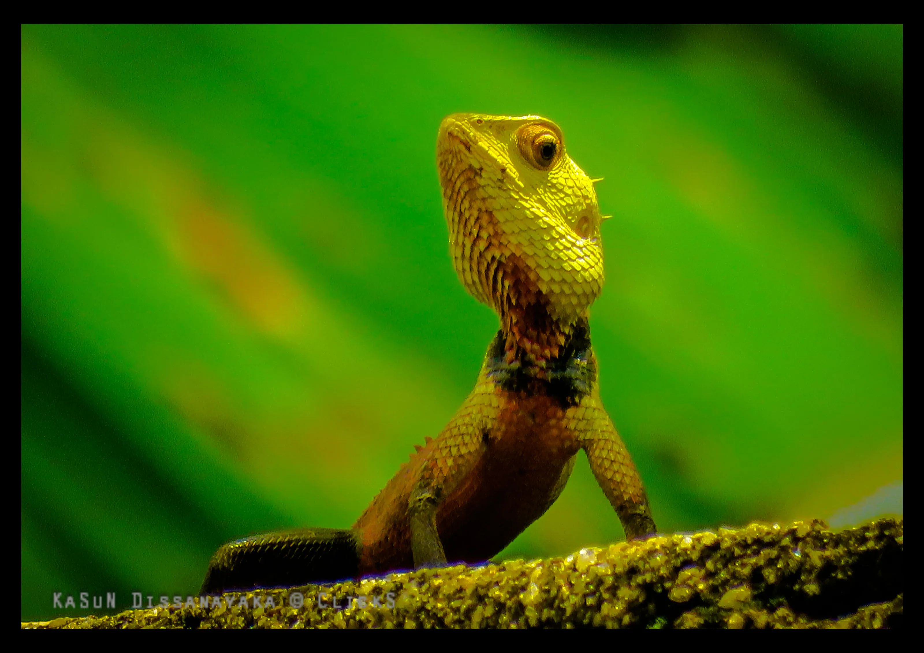 Lizard