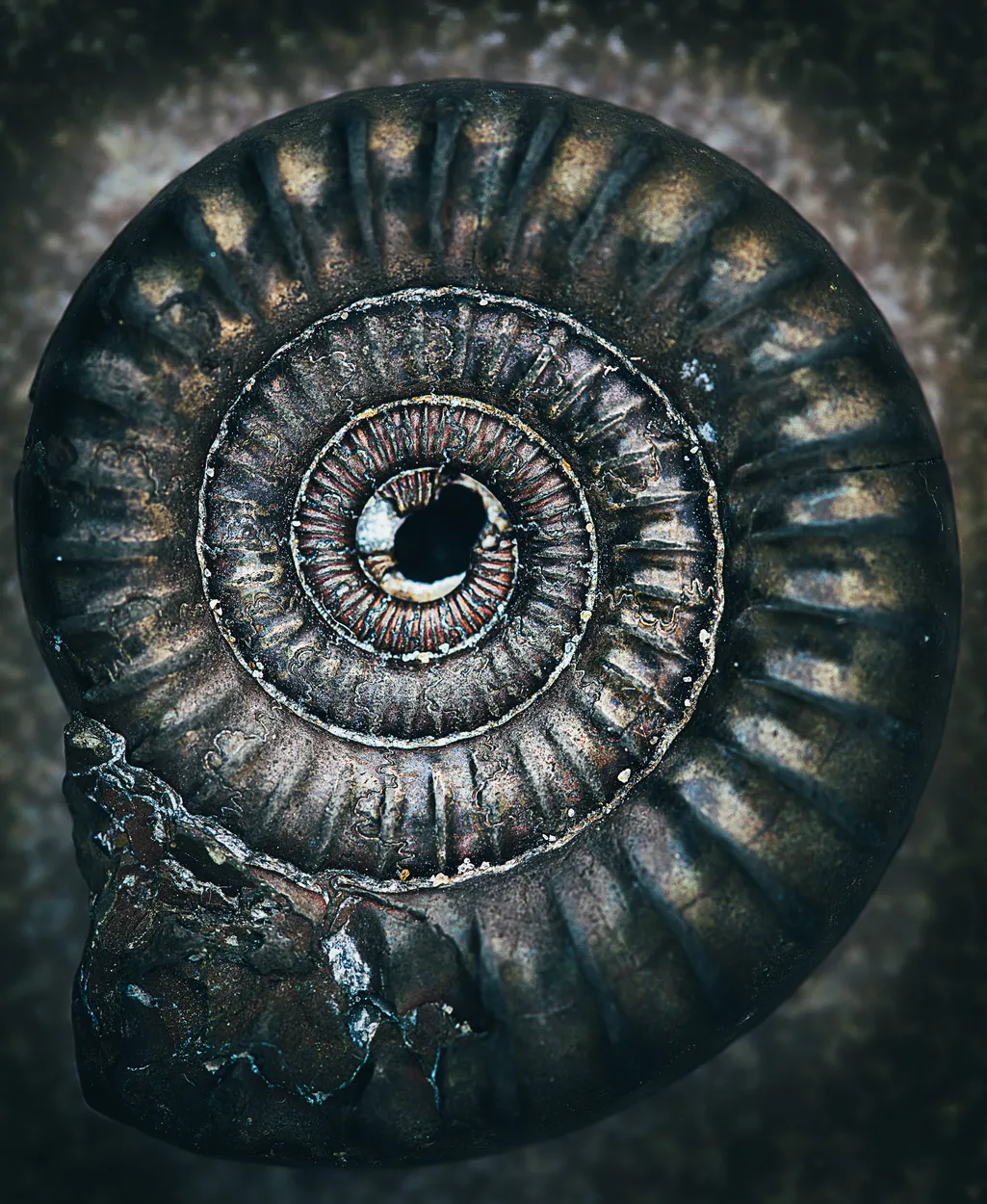 Entry 11133297