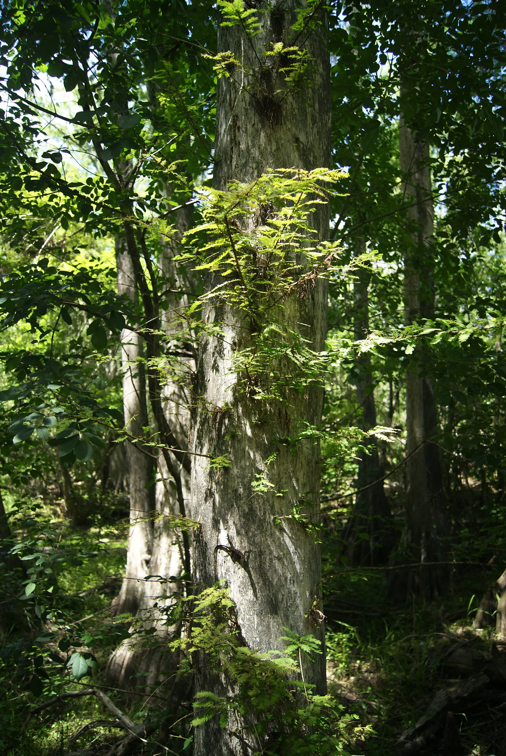 Fine Florida Swamp Tree