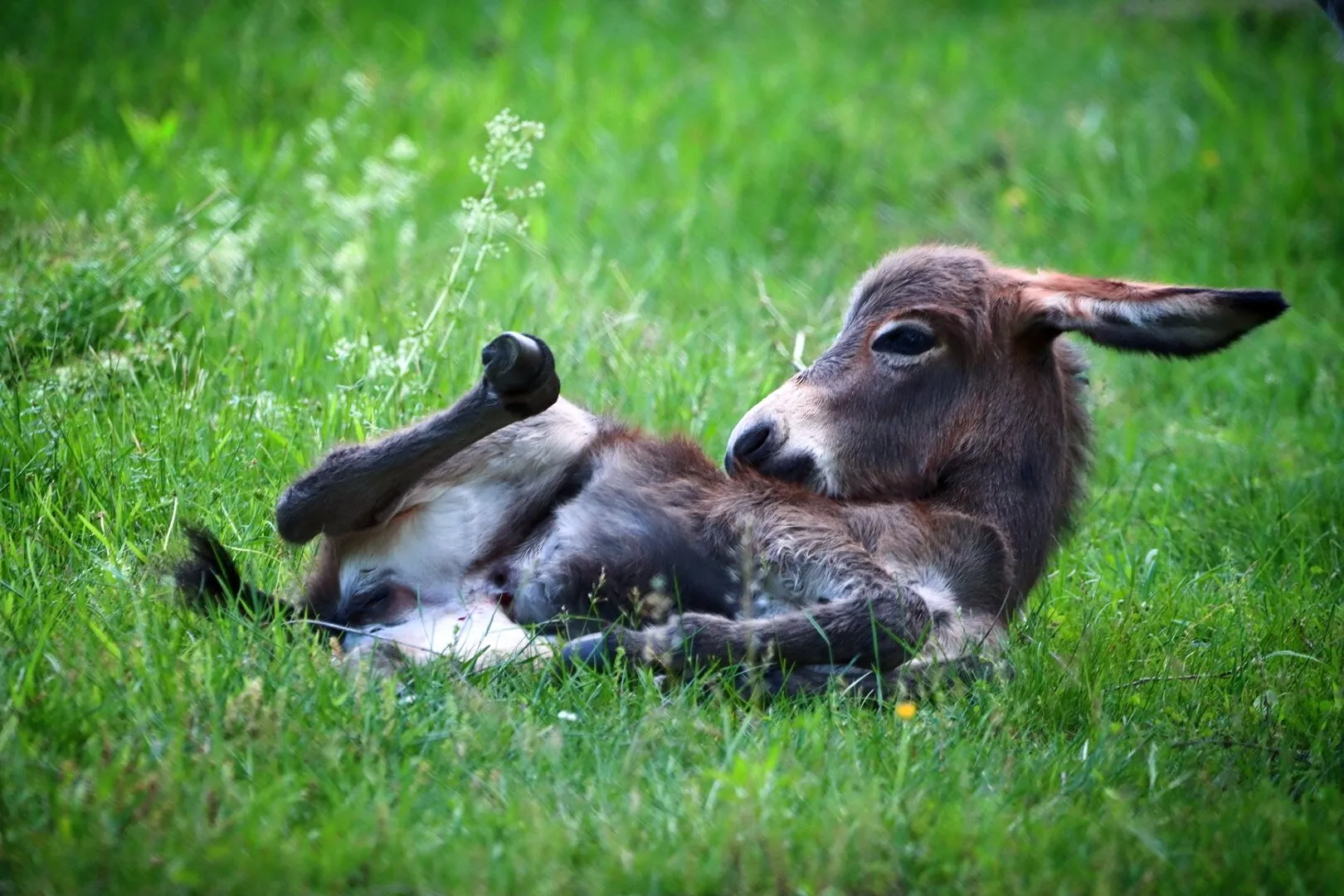 three days old