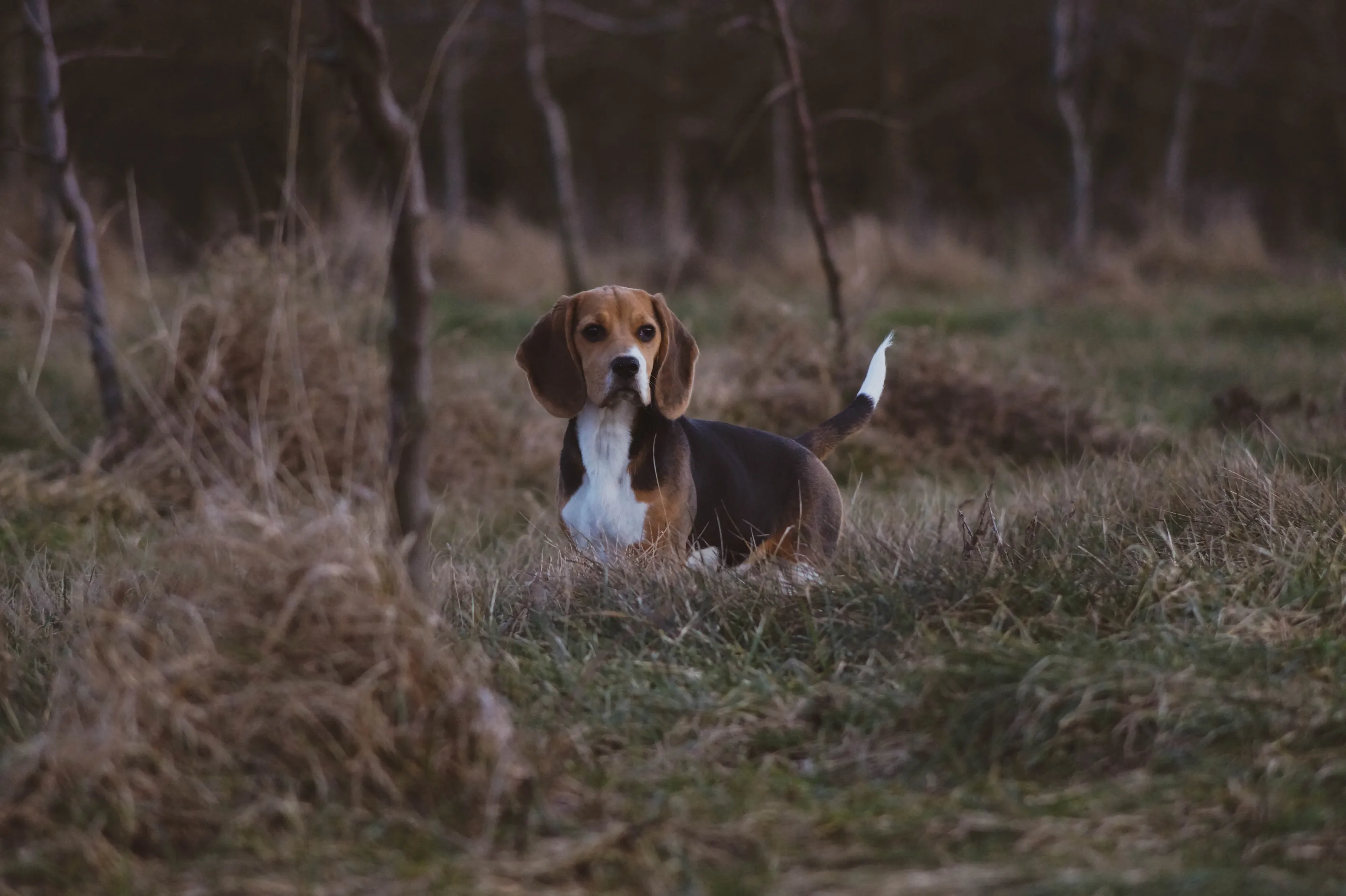 Beagle w terenie